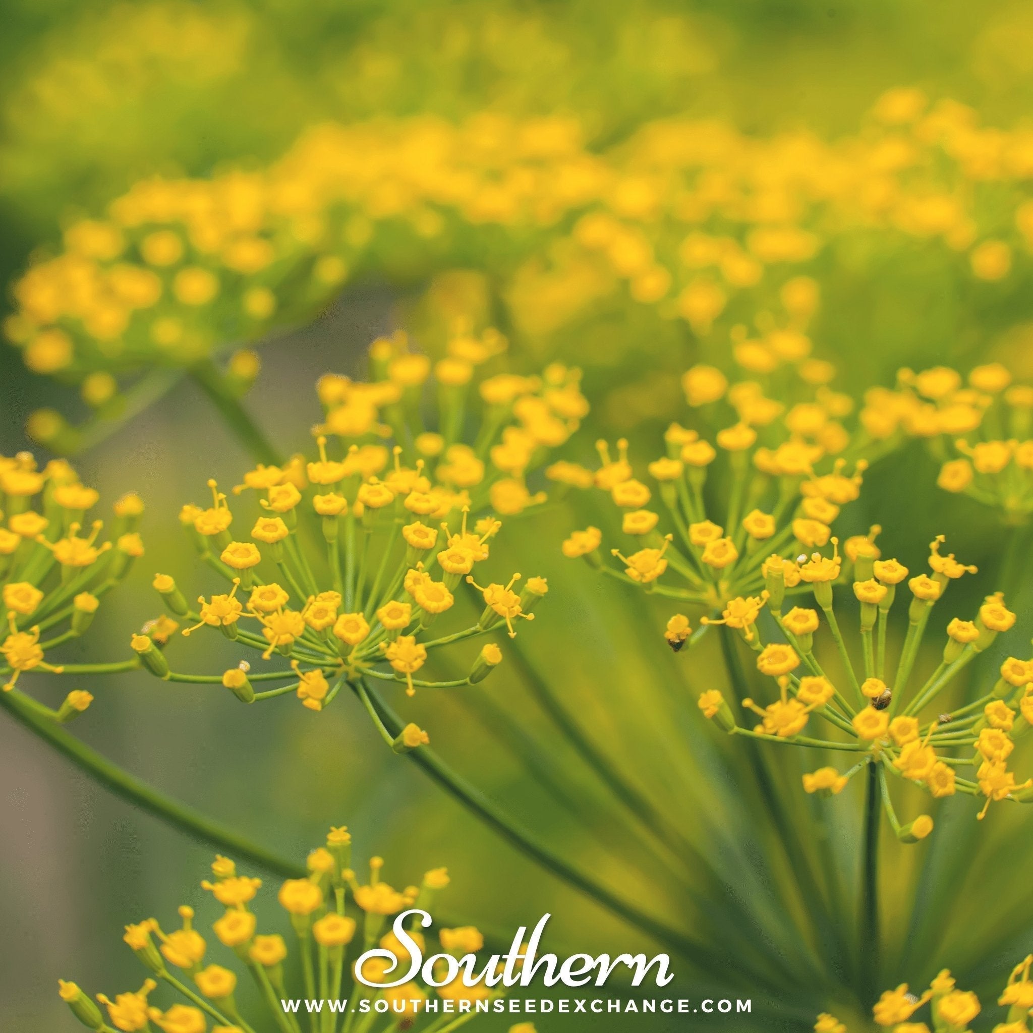Caraway – 150 Seeds Southern Seeds