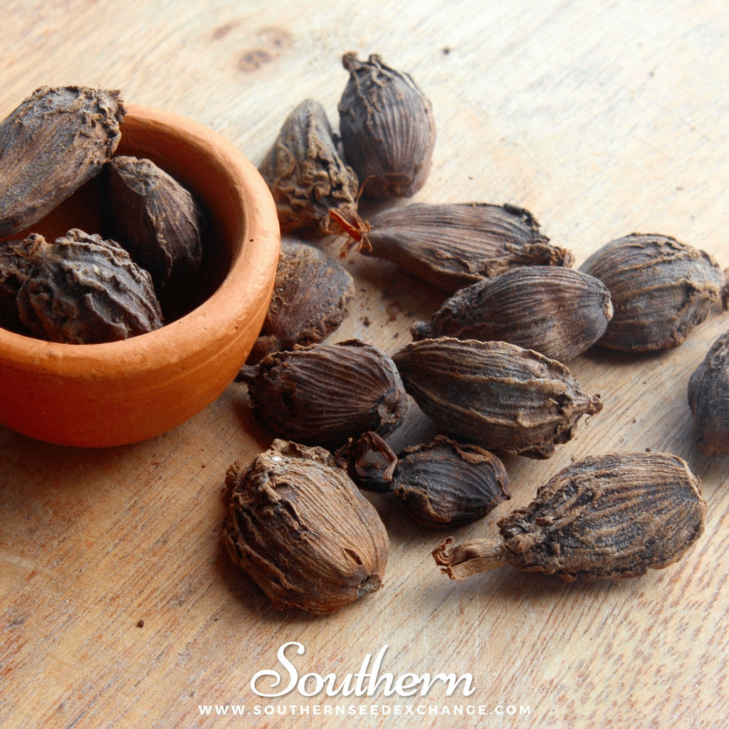 Black Cardamom – 10 Seeds Southern Seeds