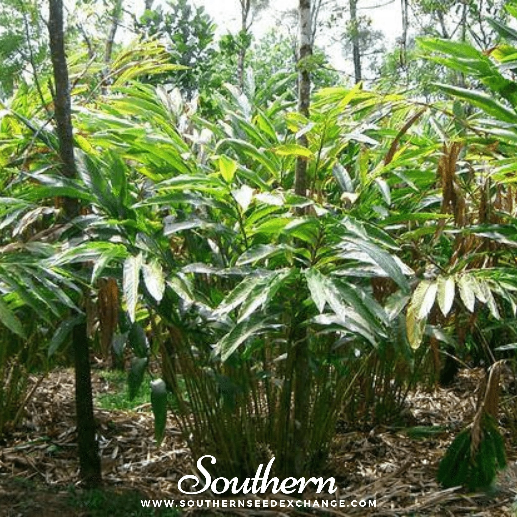 Black Cardamom – 10 Seeds Southern Seeds