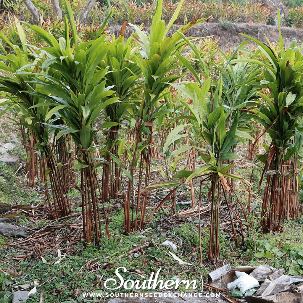 Black Cardamom – 10 Seeds Southern Seeds