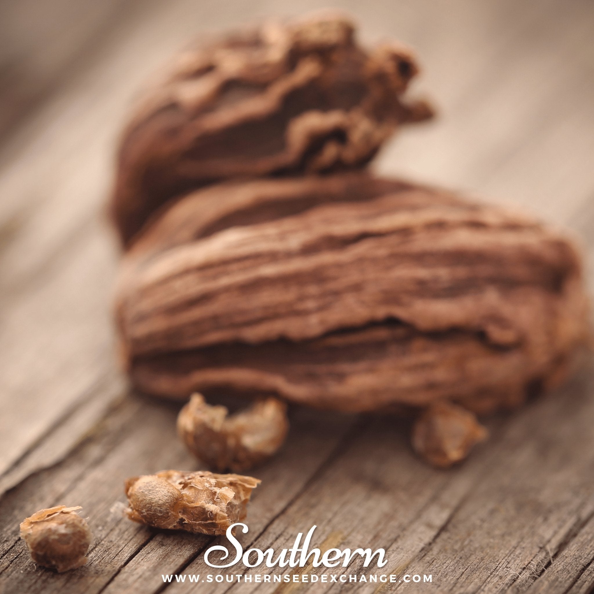 Black Cardamom – 10 Seeds Southern Seeds