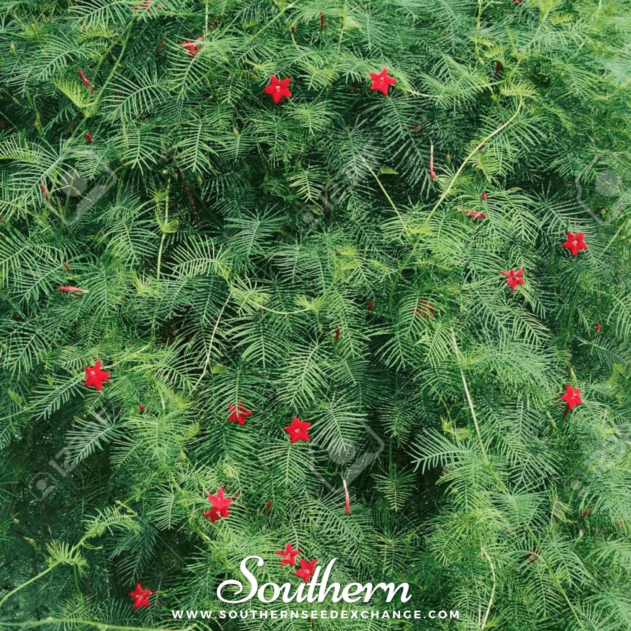 Cardinal Climber – 30 Seeds Southern Seeds