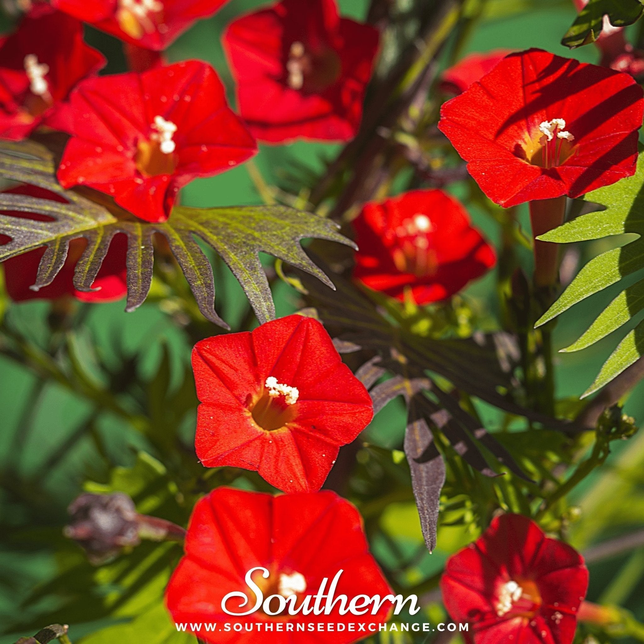 Cardinal Climber – 30 Seeds Southern Seeds
