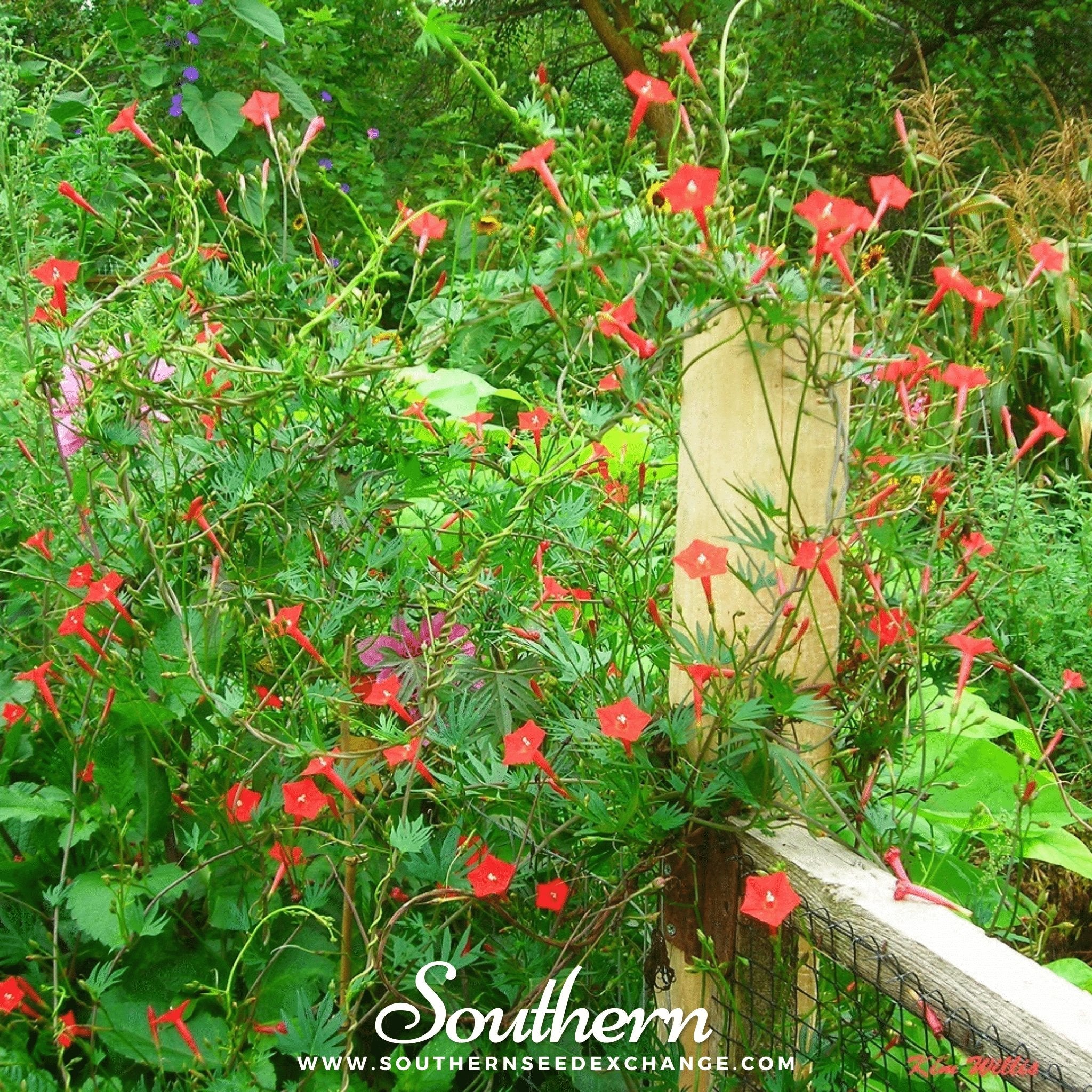 Cardinal Climber – 30 Seeds Southern Seeds