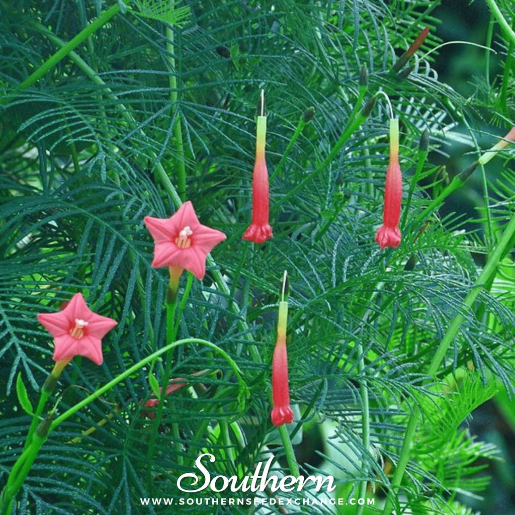 Cardinal Climber – 30 Seeds Southern Seeds