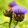 Cardoon – 25 Seeds Southern Seeds