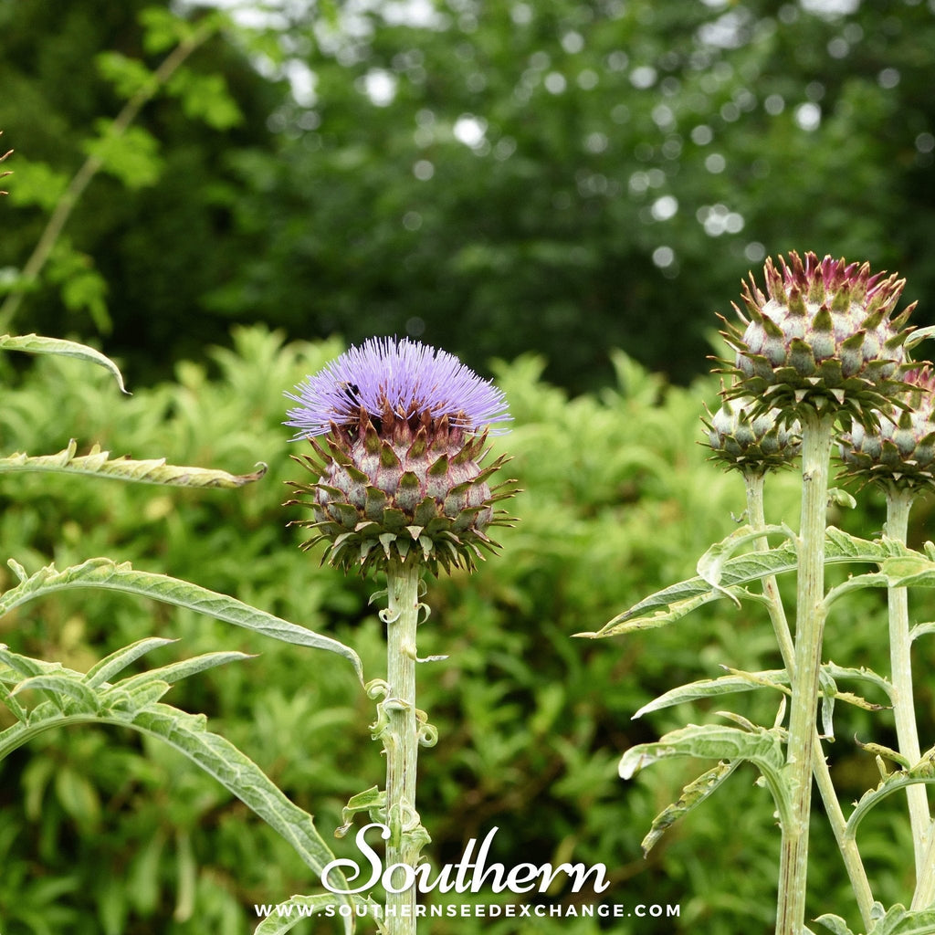Cardoon – 25 Seeds Southern Seeds