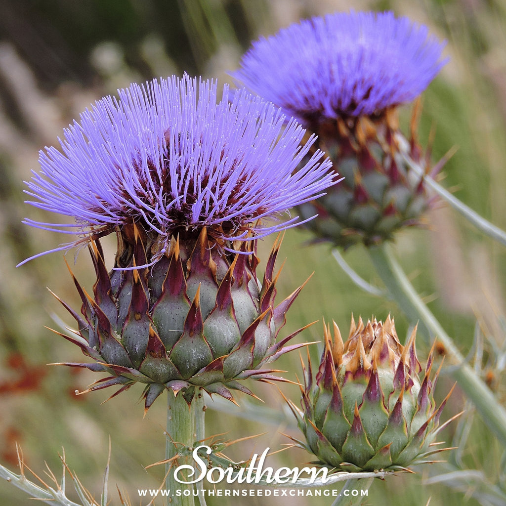 Cardoon – 25 Seeds Southern Seeds