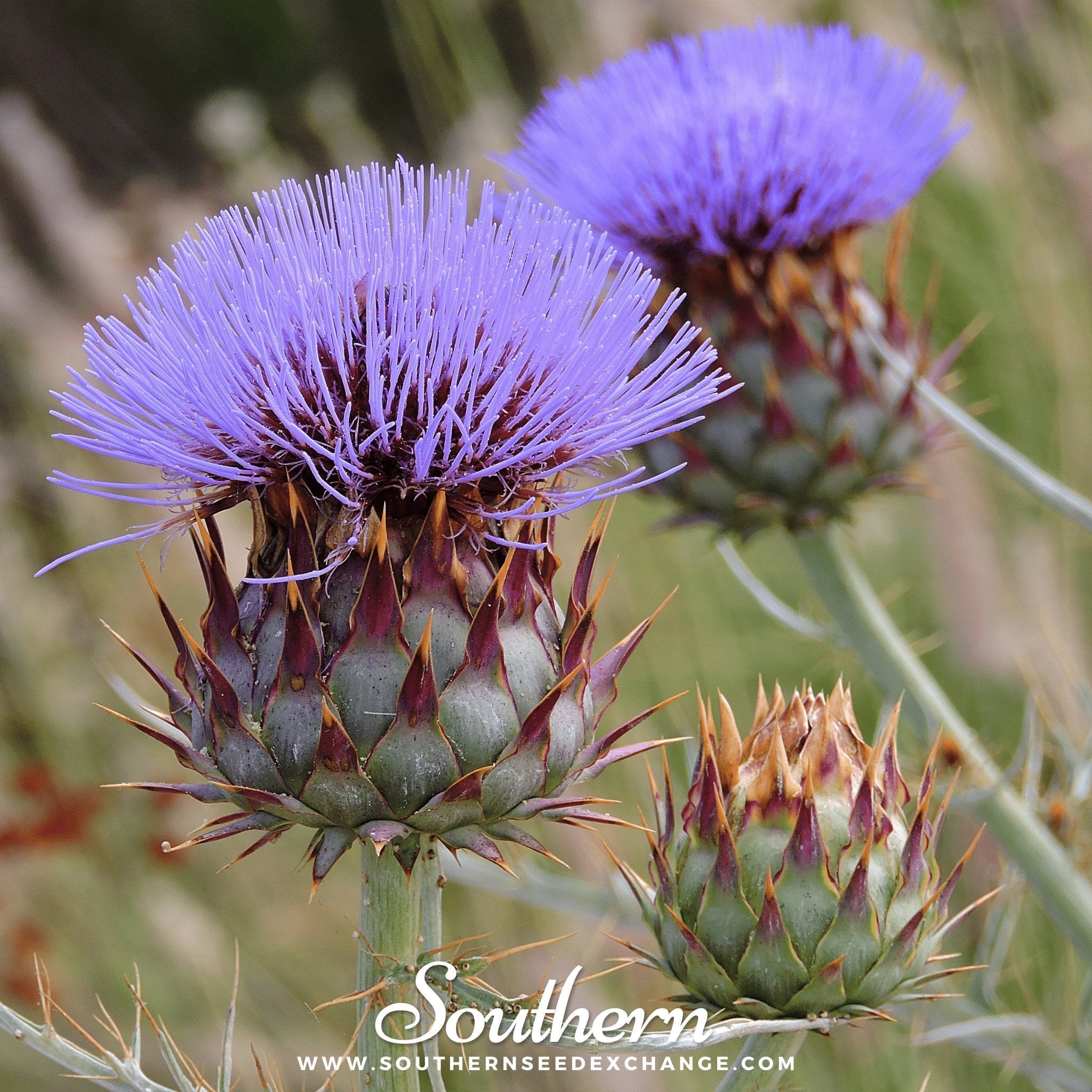 Cardoon – 25 Seeds Southern Seeds