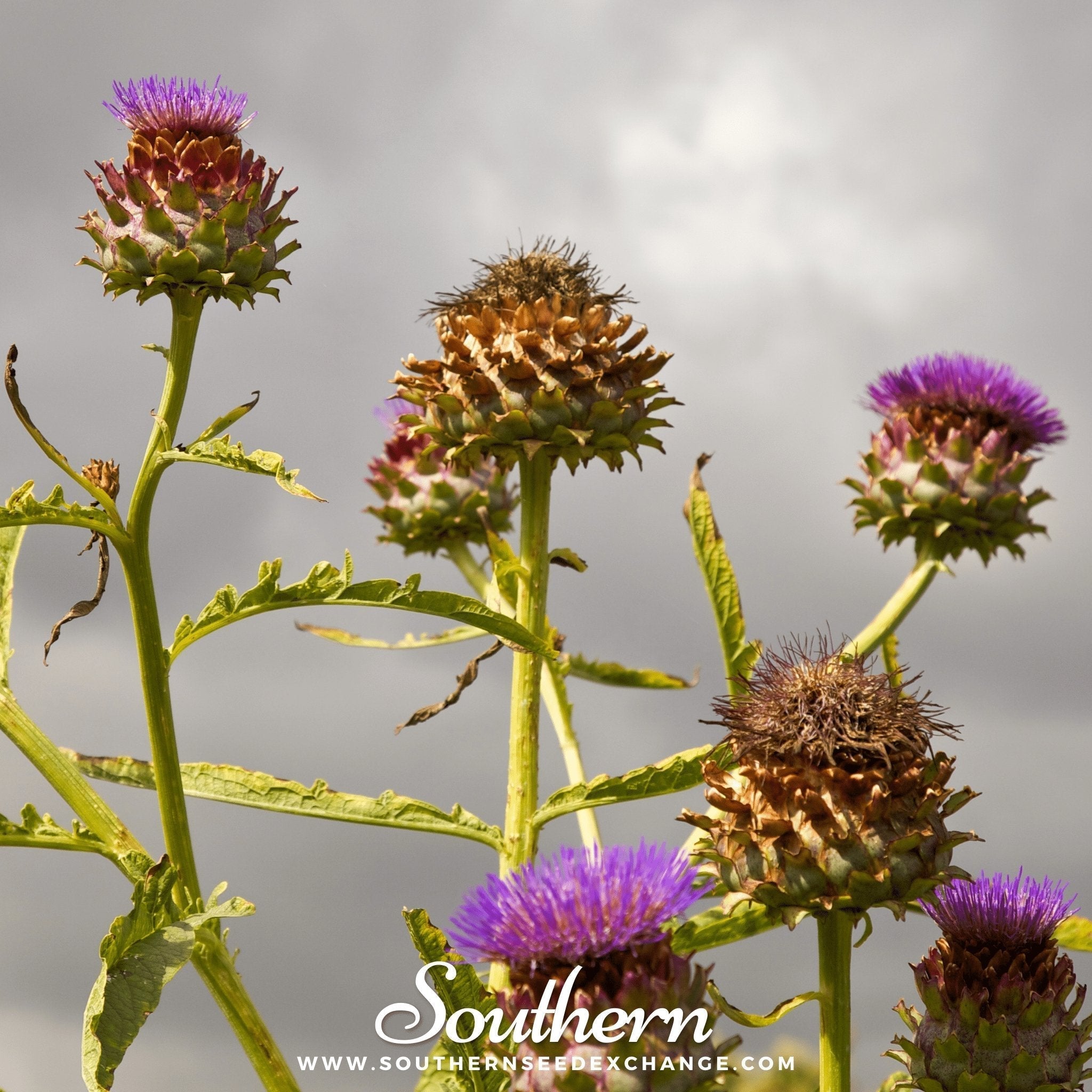Cardoon – 25 Seeds Southern Seeds