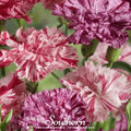 Chabaud Picotee Carnation Mix – 25 Seeds Southern Seeds