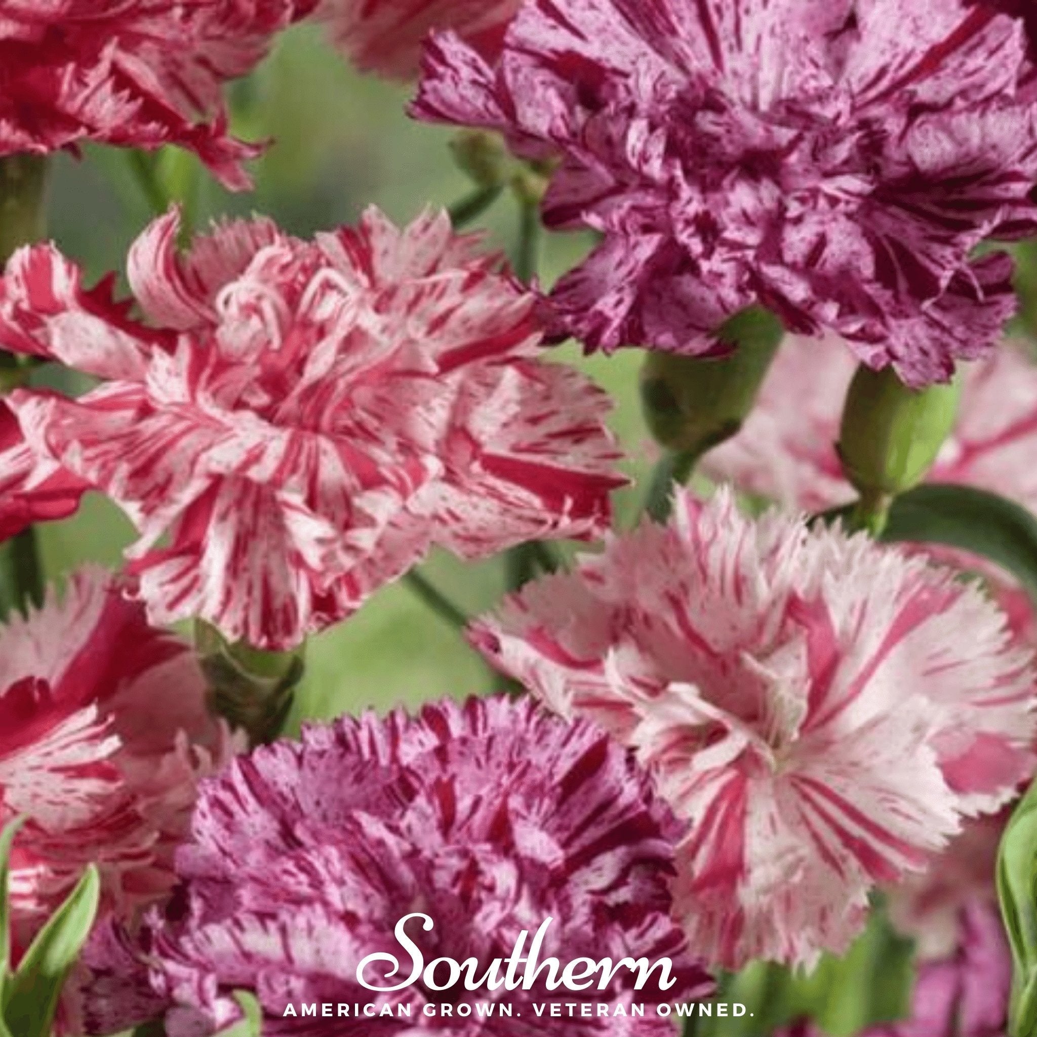 Chabaud Picotee Carnation Mix – 25 Seeds Southern Seeds
