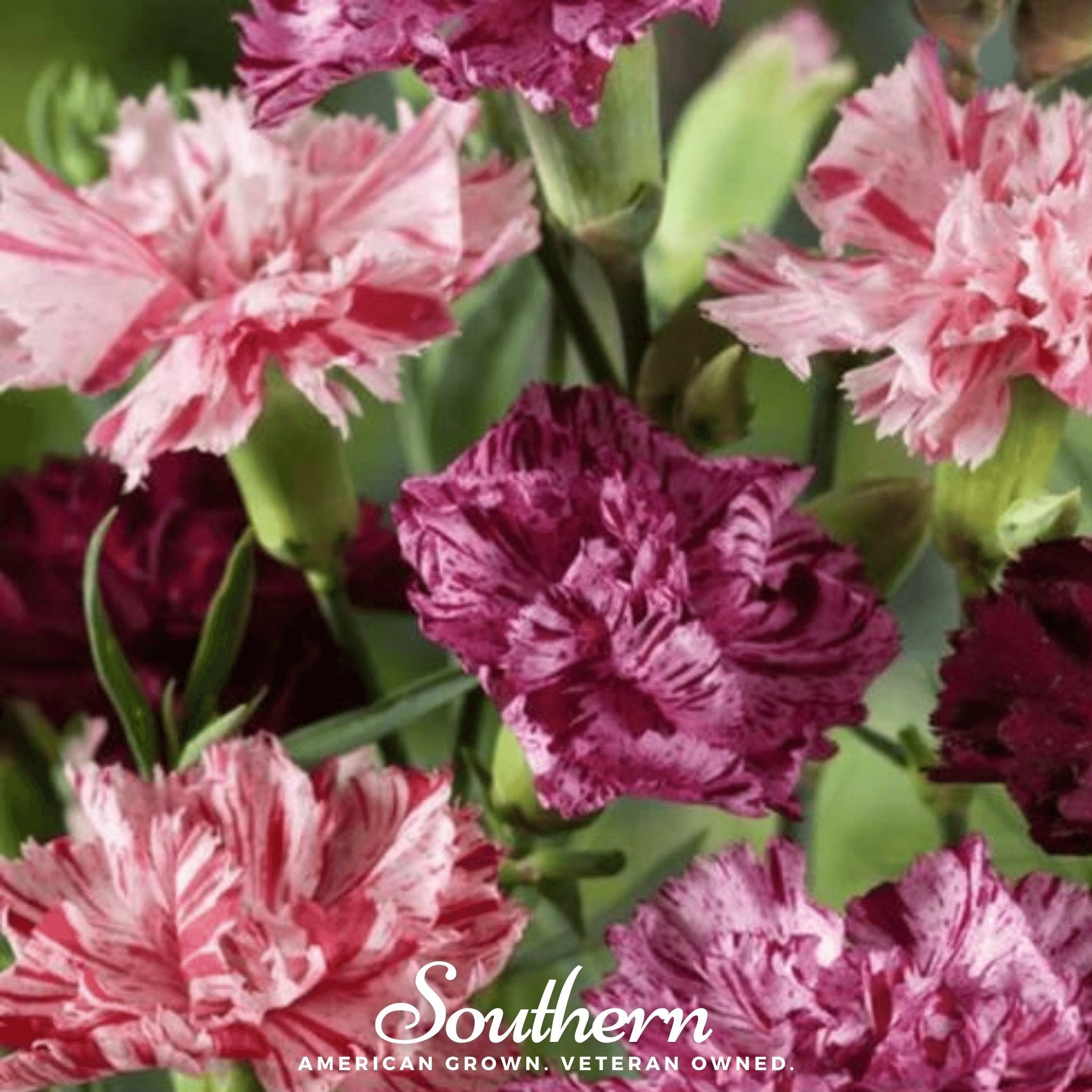 Chabaud Picotee Carnation Mix – 25 Seeds Southern Seeds
