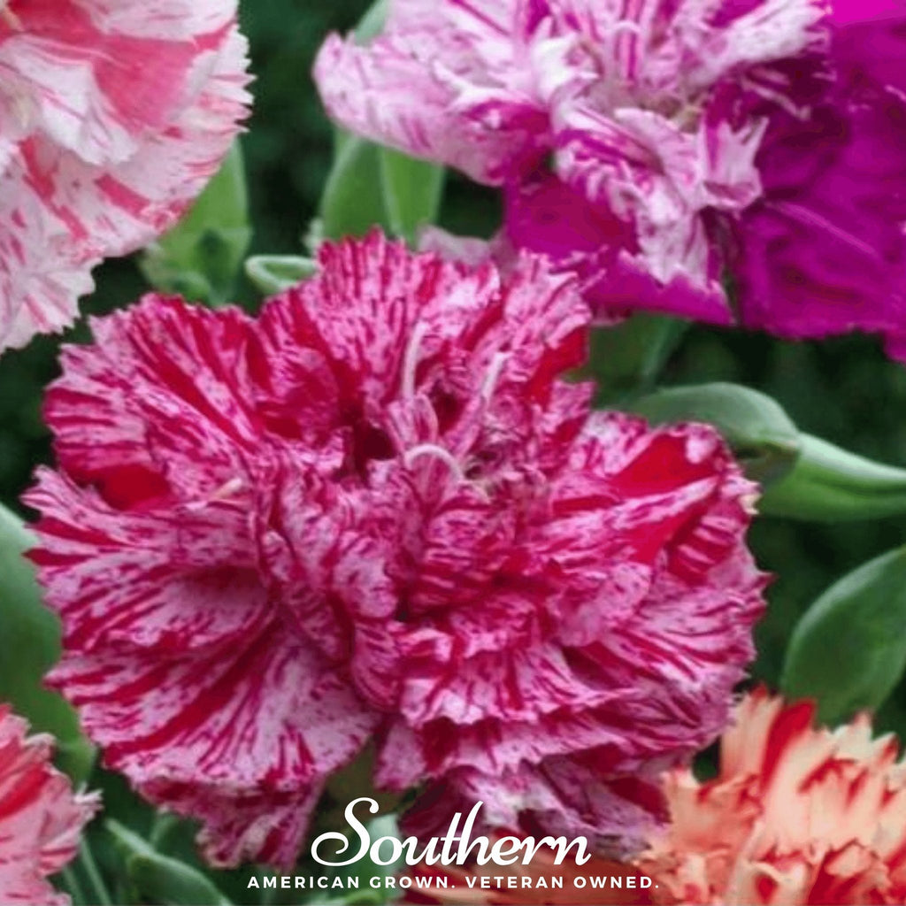 Chabaud Picotee Carnation Mix – 25 Seeds Southern Seeds