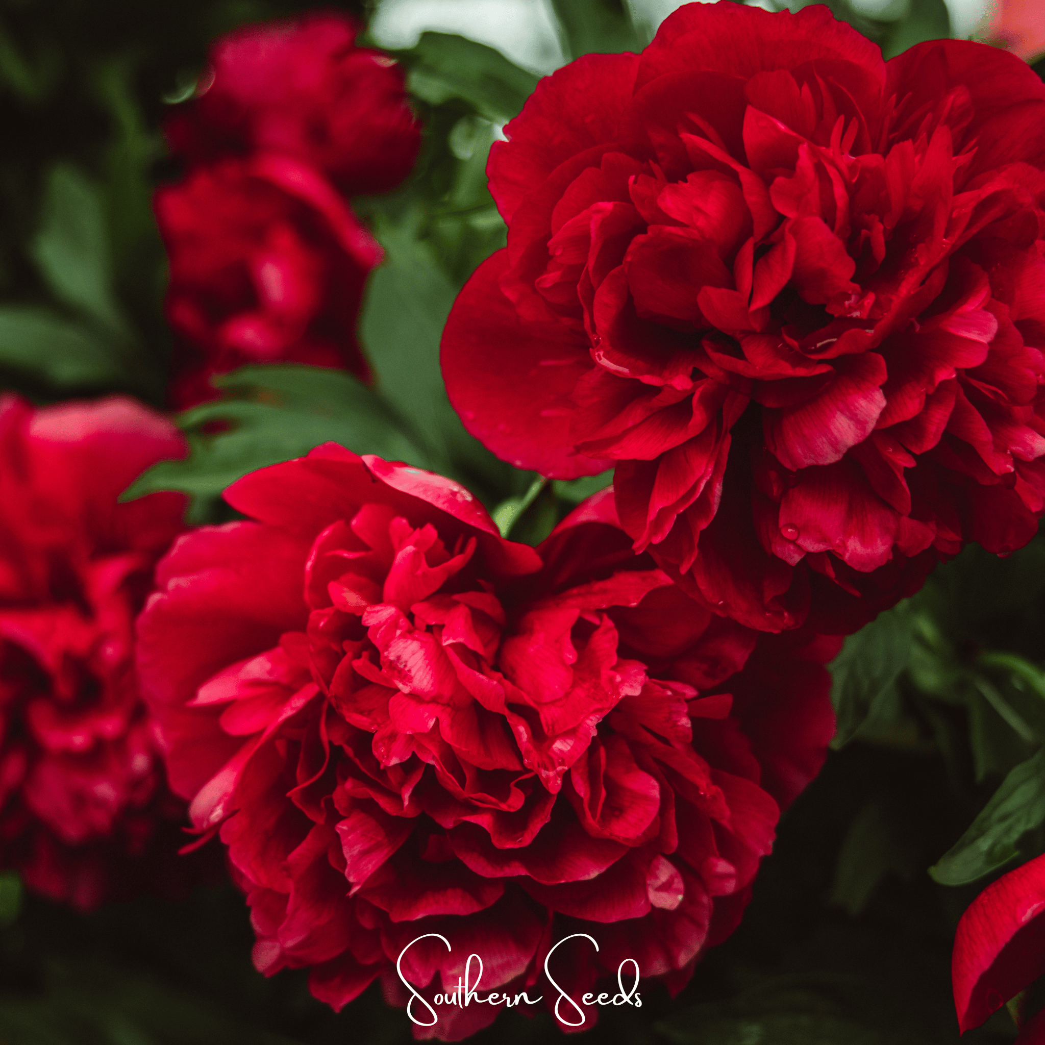 Etincellant Carnation – 25 Seeds Southern Seeds