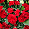 Etincellant Carnation – 25 Seeds Southern Seeds