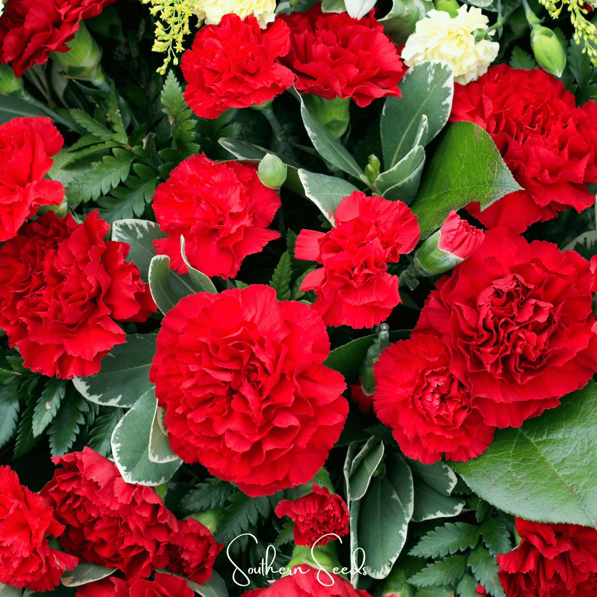 Etincellant Carnation – 25 Seeds Southern Seeds