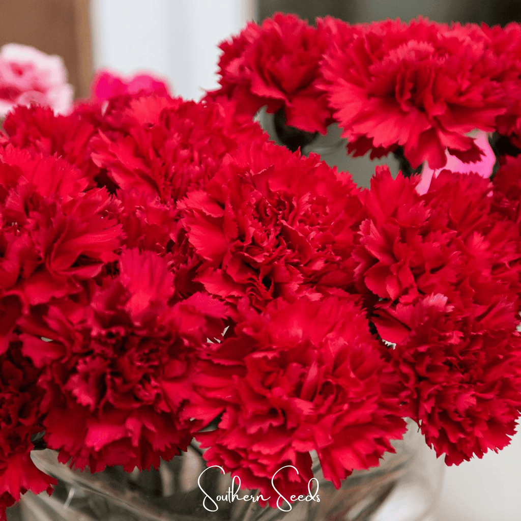 Etincellant Carnation – 25 Seeds Southern Seeds