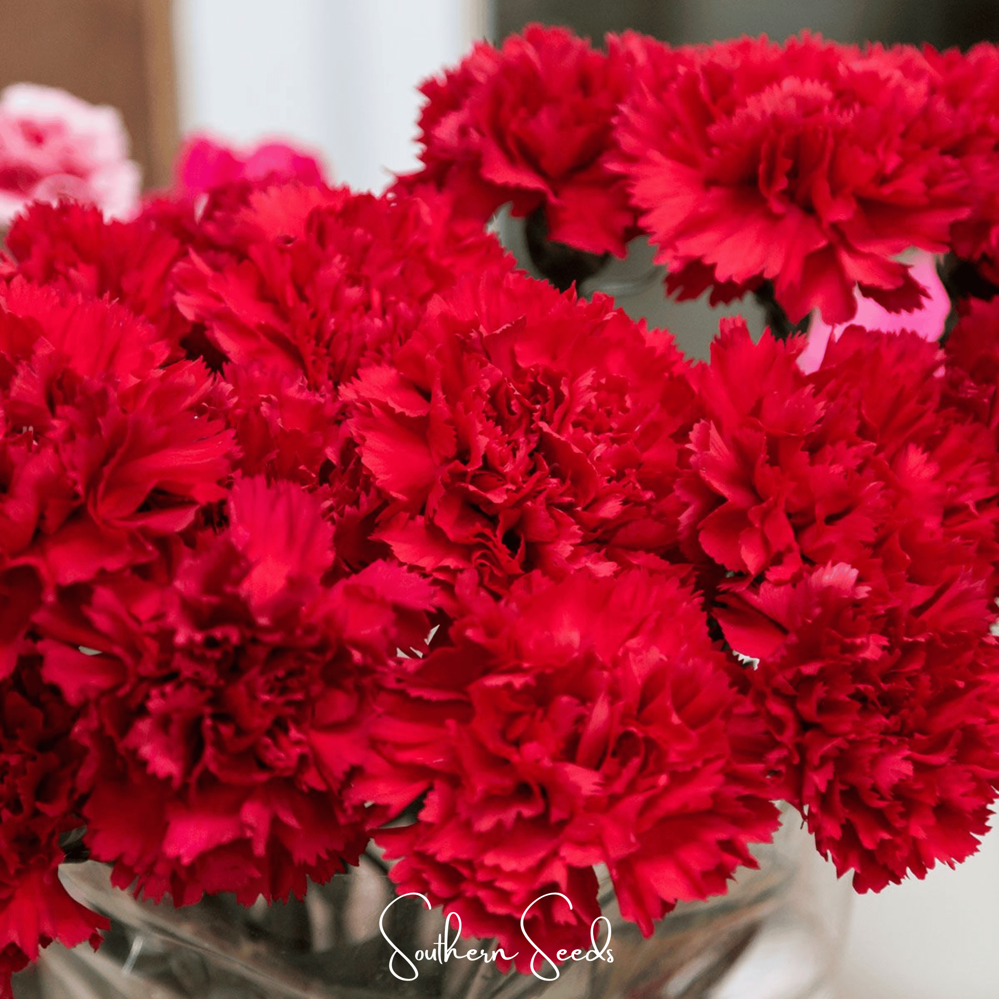 Etincellant Carnation – 25 Seeds Southern Seeds
