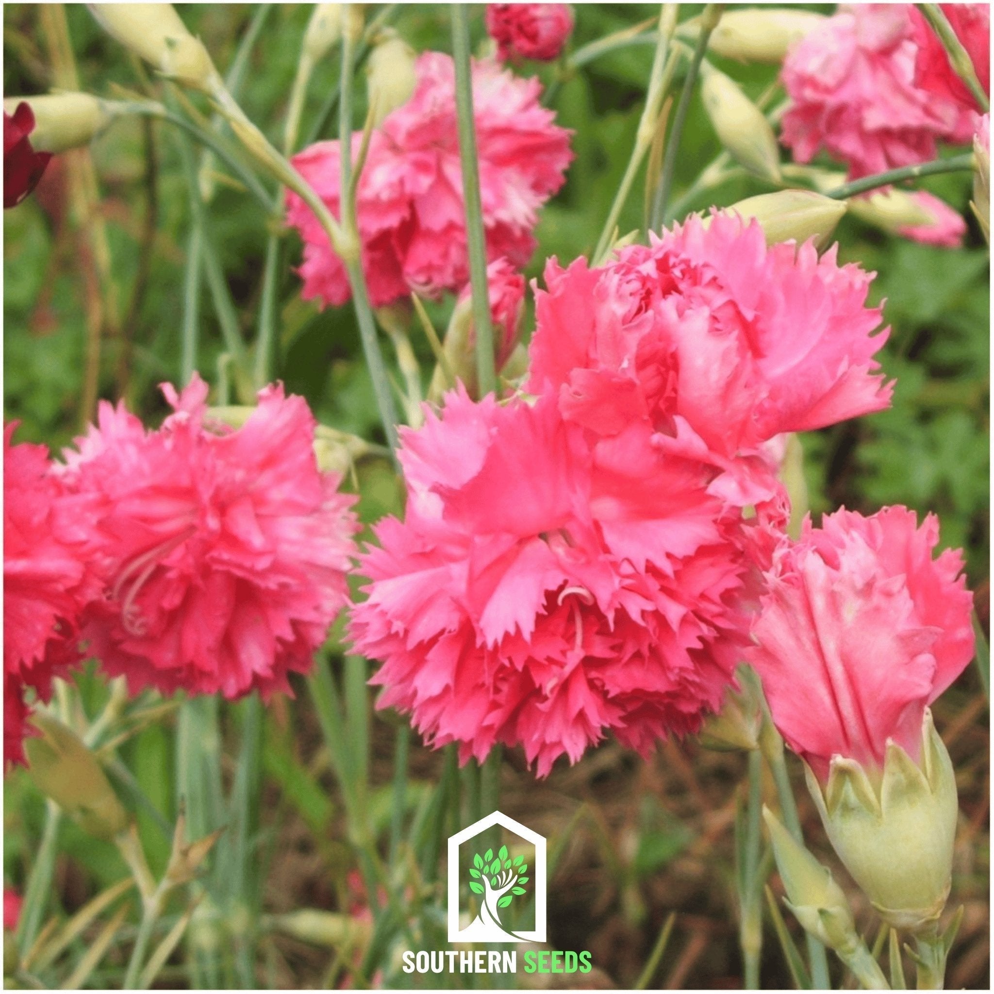 Rose Grenadin Carnation – 25 Seeds Southern Seeds