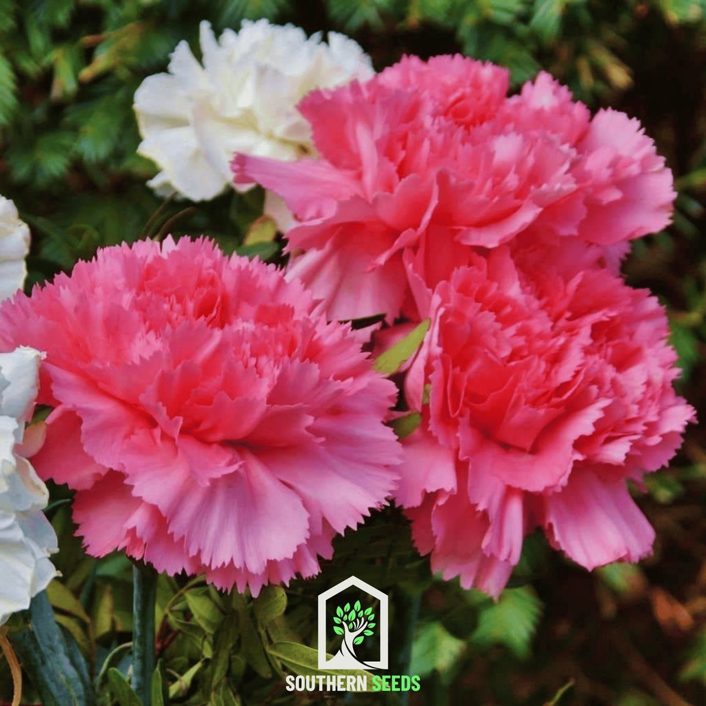 Rose Grenadin Carnation – 25 Seeds Southern Seeds