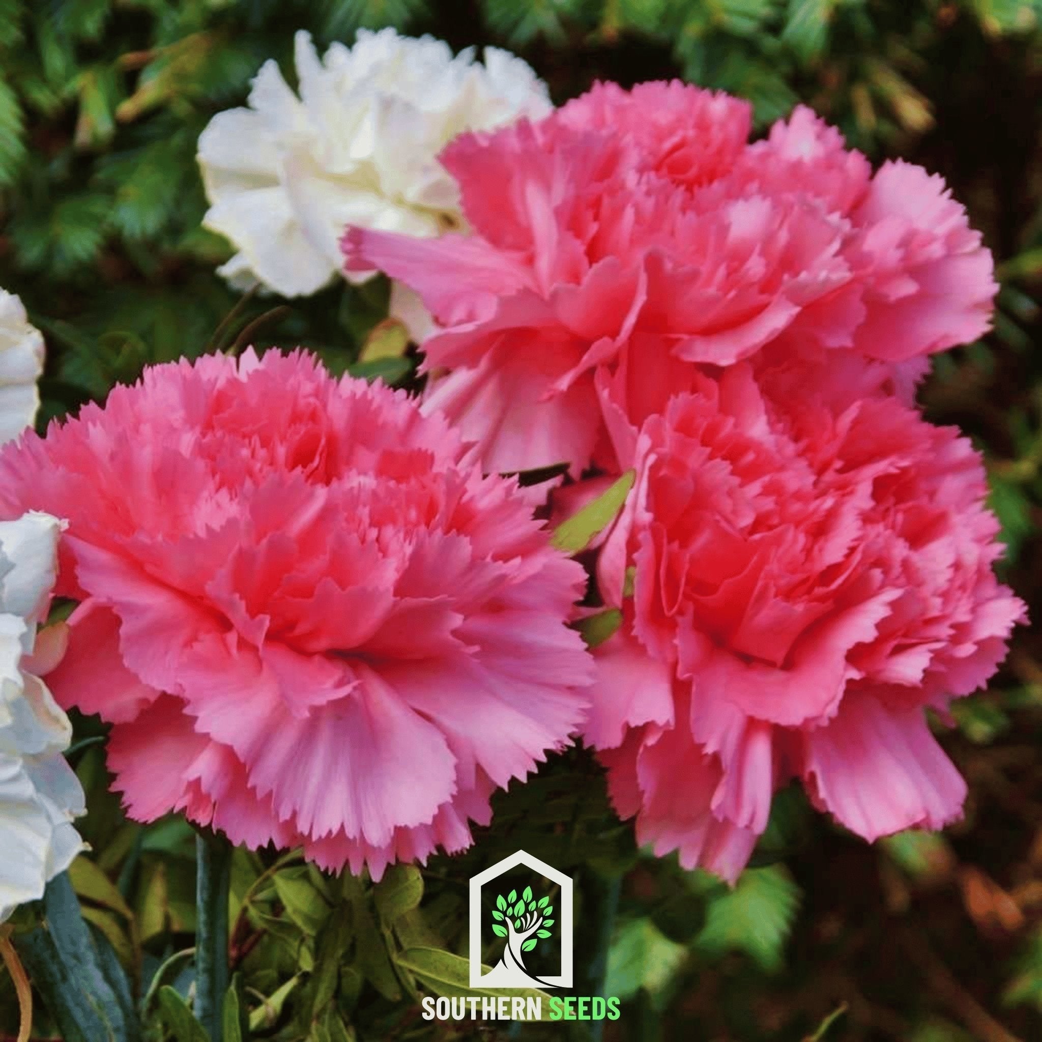 Rose Grenadin Carnation – 25 Seeds Southern Seeds