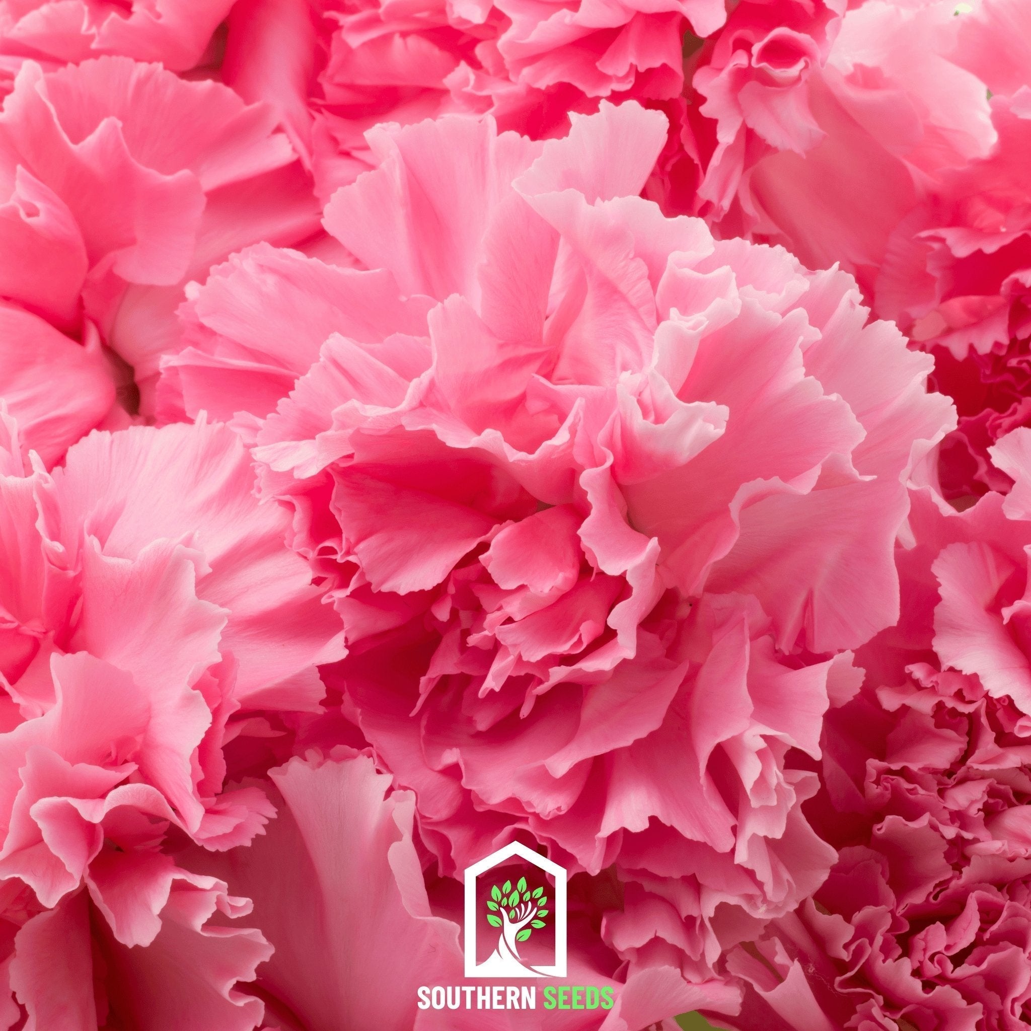 Rose Grenadin Carnation – 25 Seeds Southern Seeds