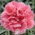 Rose Grenadin Carnation – 25 Seeds Southern Seeds