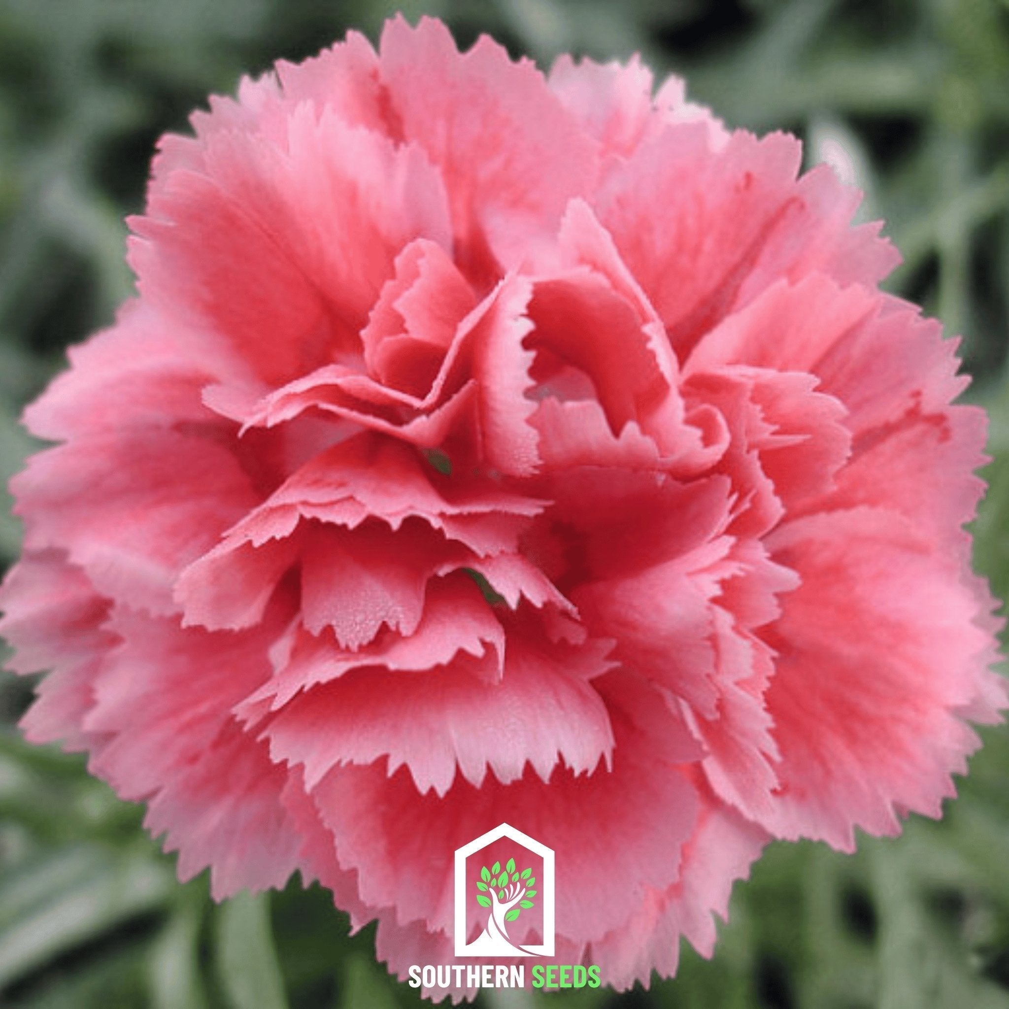 Rose Grenadin Carnation – 25 Seeds Southern Seeds