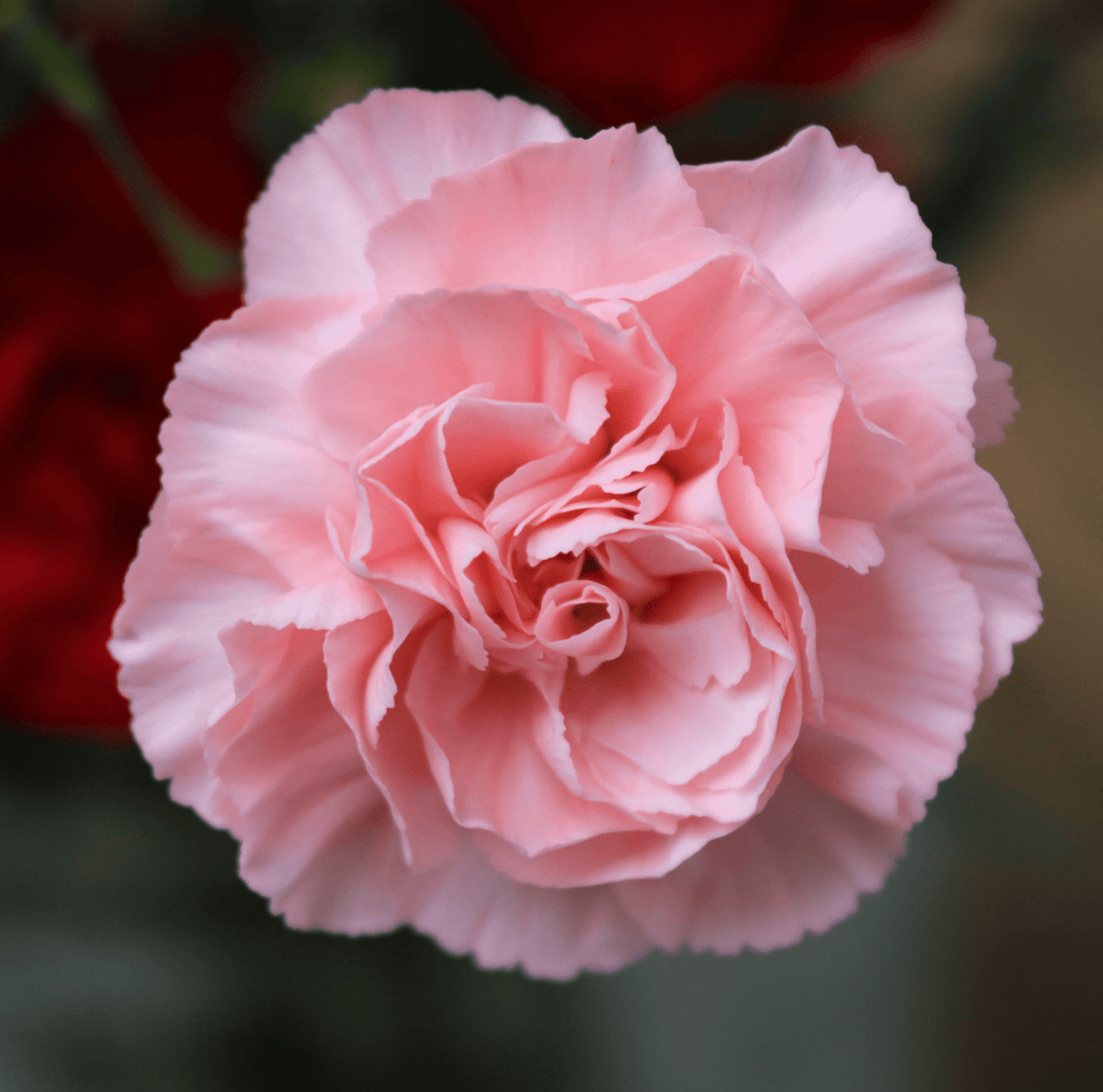 La France Carnation – 50 Seeds Southern Seeds