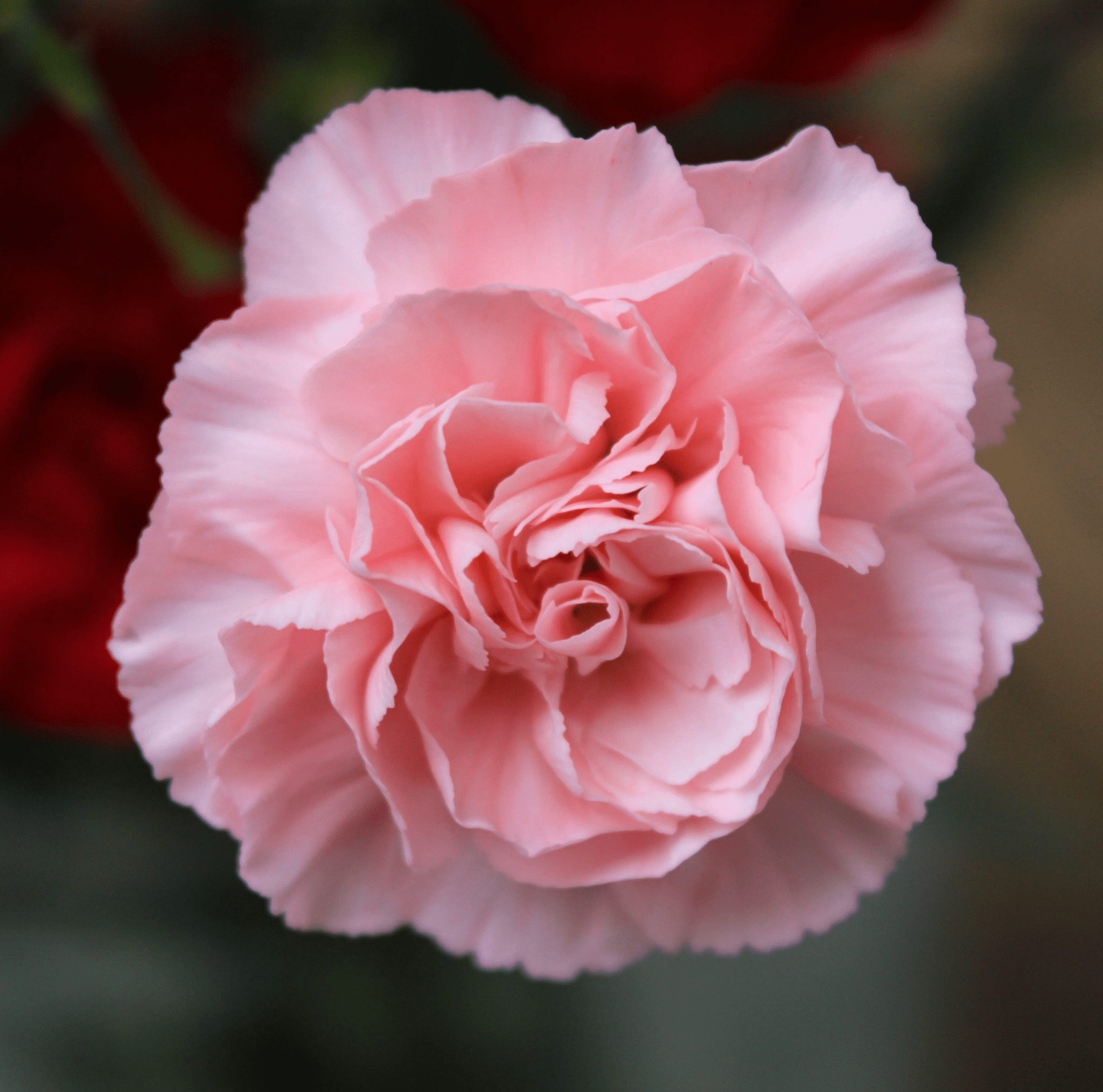 La France Carnation – 50 Seeds Southern Seeds