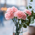 La France Carnation – 50 Seeds Southern Seeds