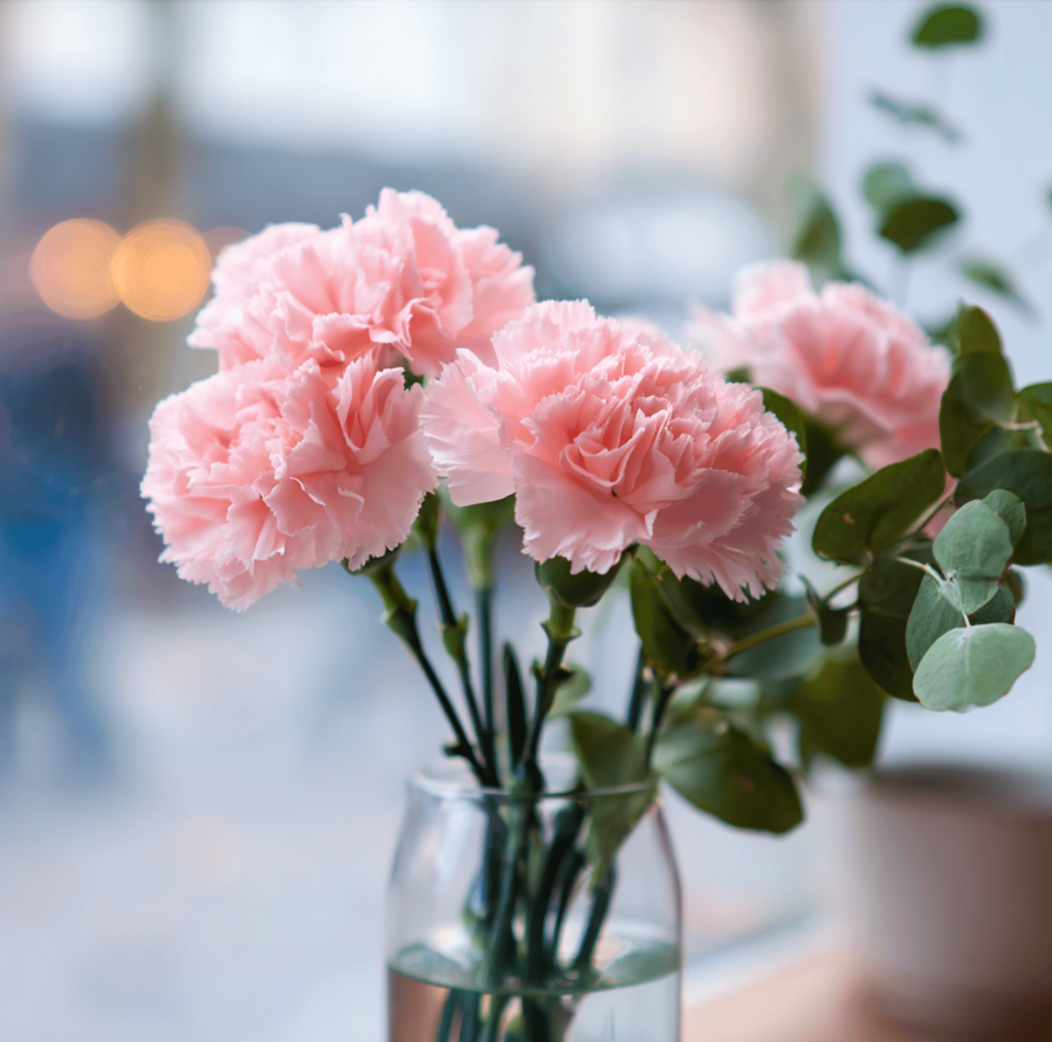 La France Carnation – 50 Seeds Southern Seeds