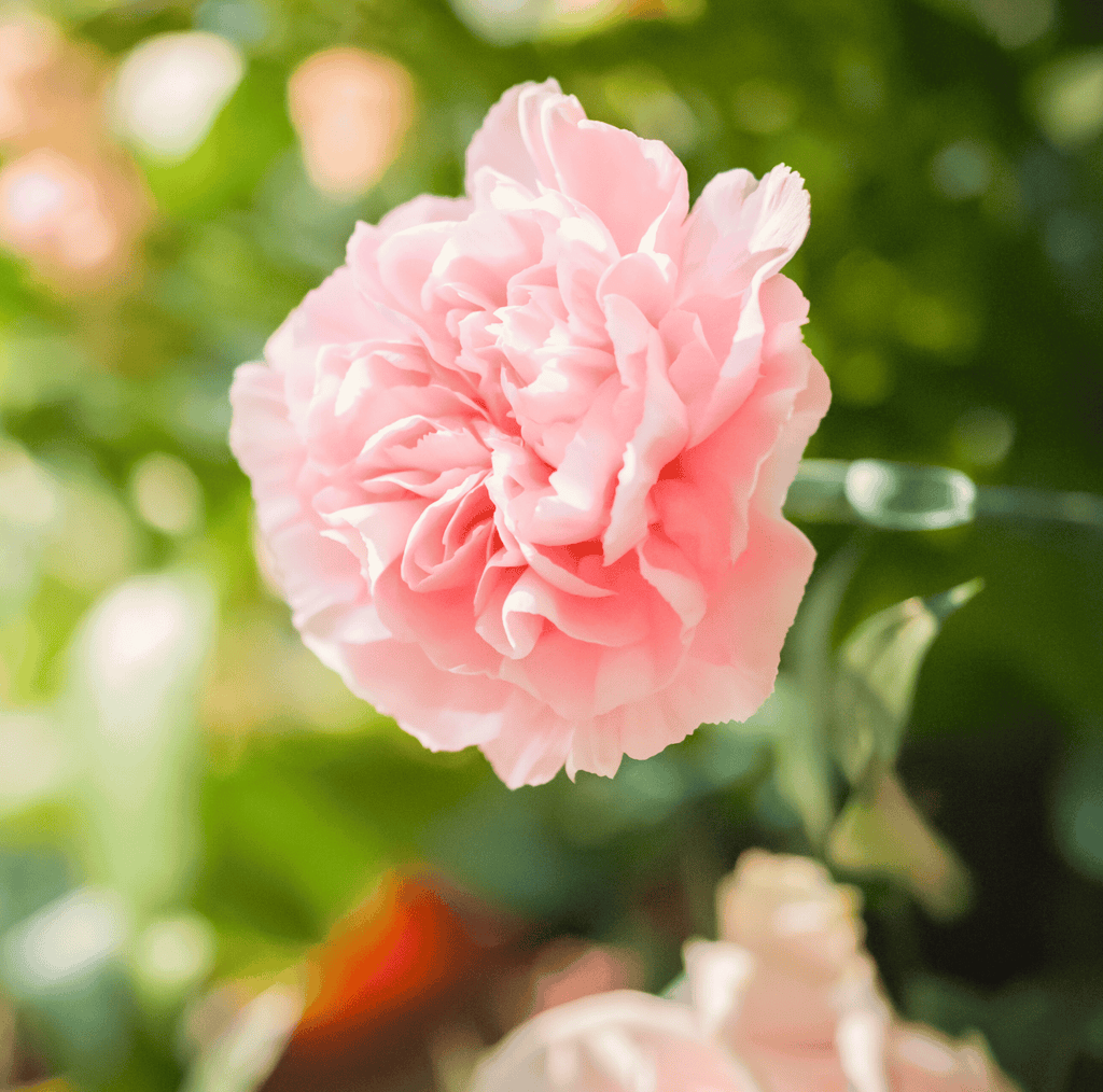La France Carnation – 50 Seeds Southern Seeds