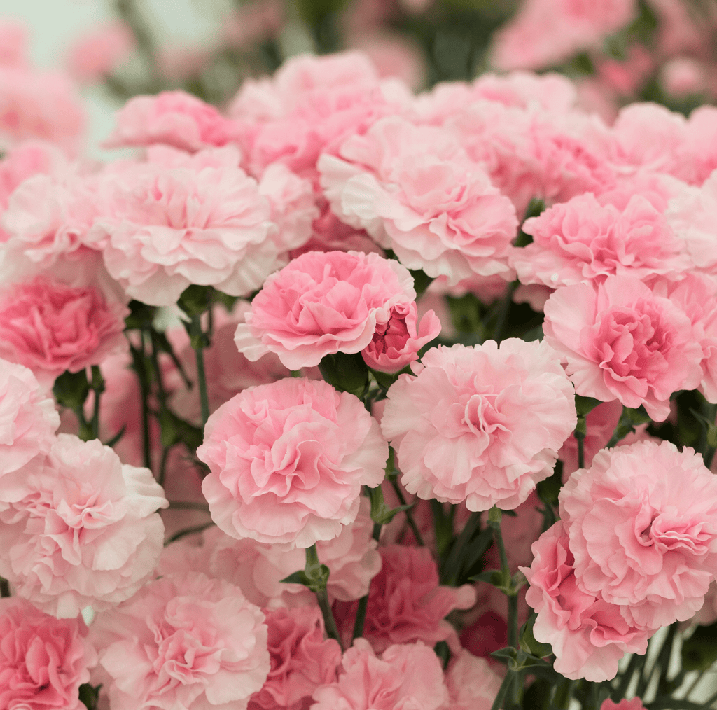 La France Carnation – 50 Seeds Southern Seeds