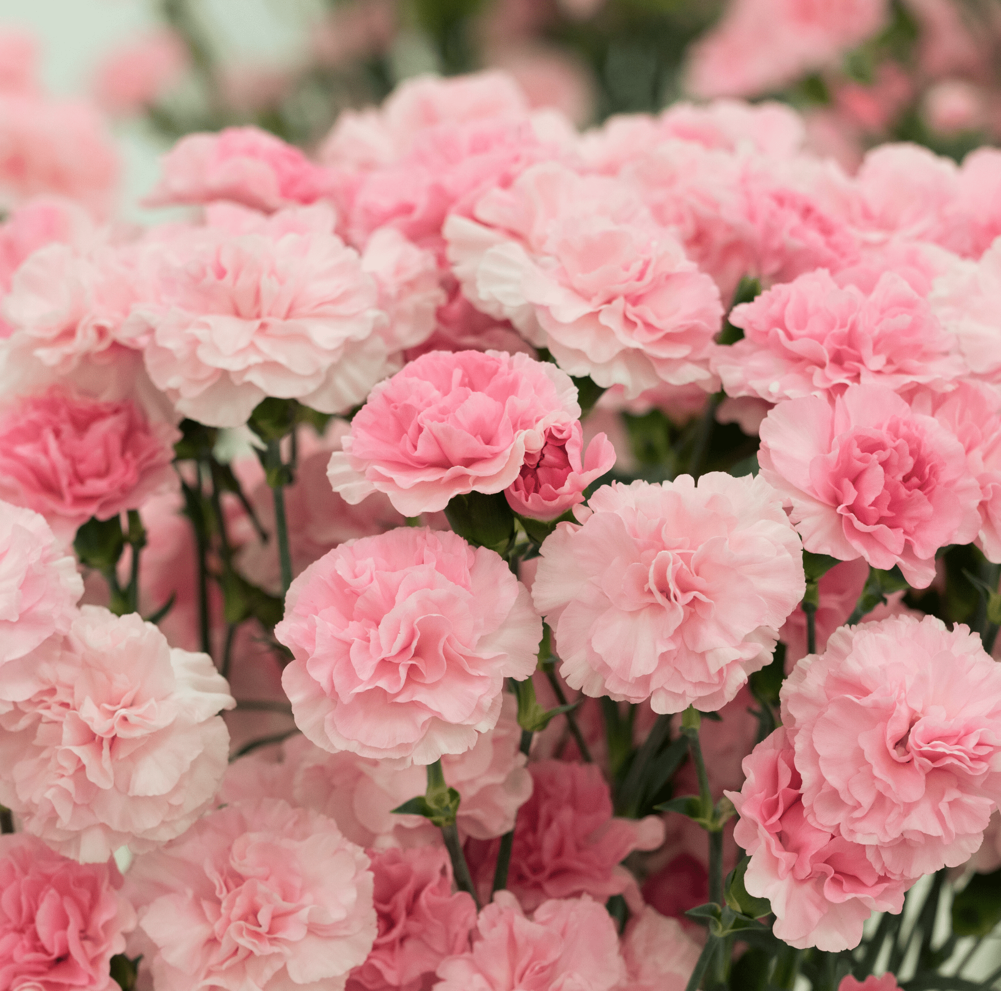 La France Carnation – 50 Seeds Southern Seeds