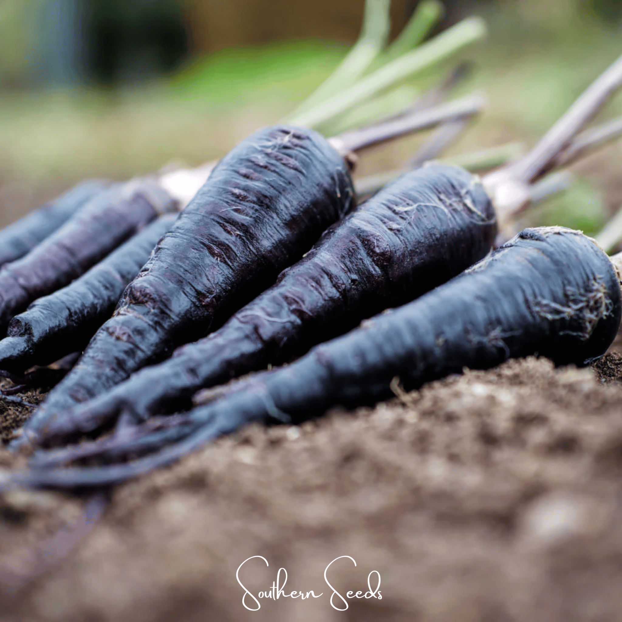 Black Nebula Carrot – 250 Seeds Southern Seeds