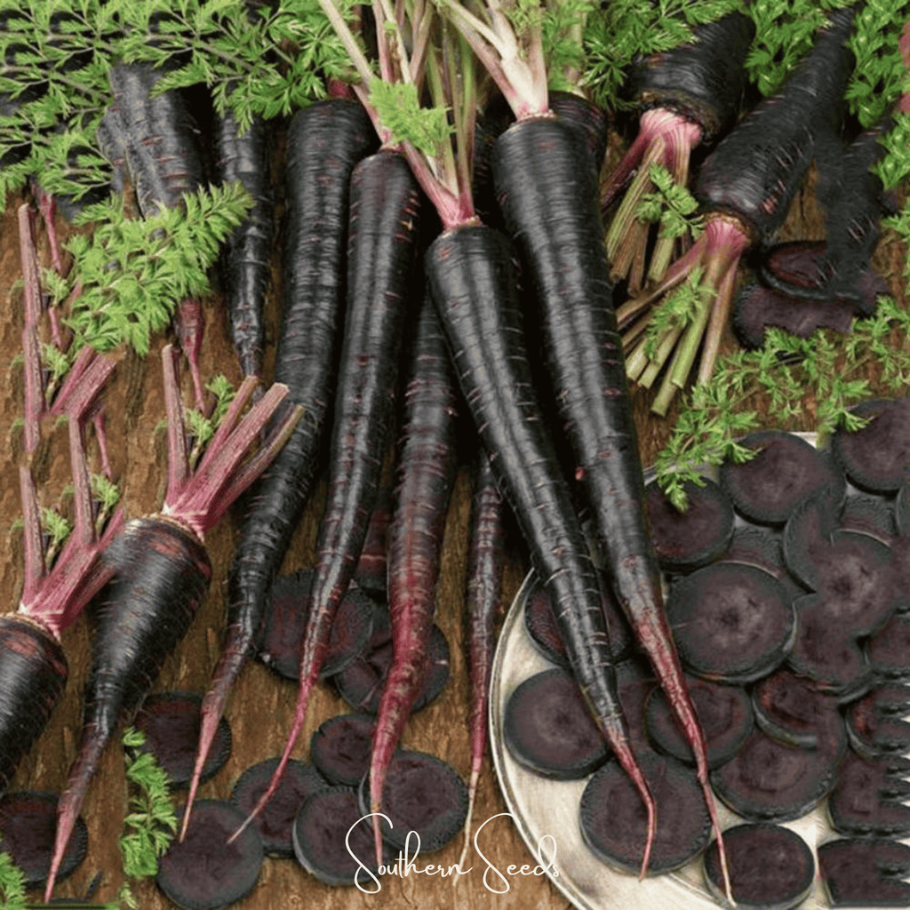 Black Nebula Carrot – 250 Seeds Southern Seeds
