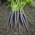 Black Nebula Carrot – 250 Seeds Southern Seeds