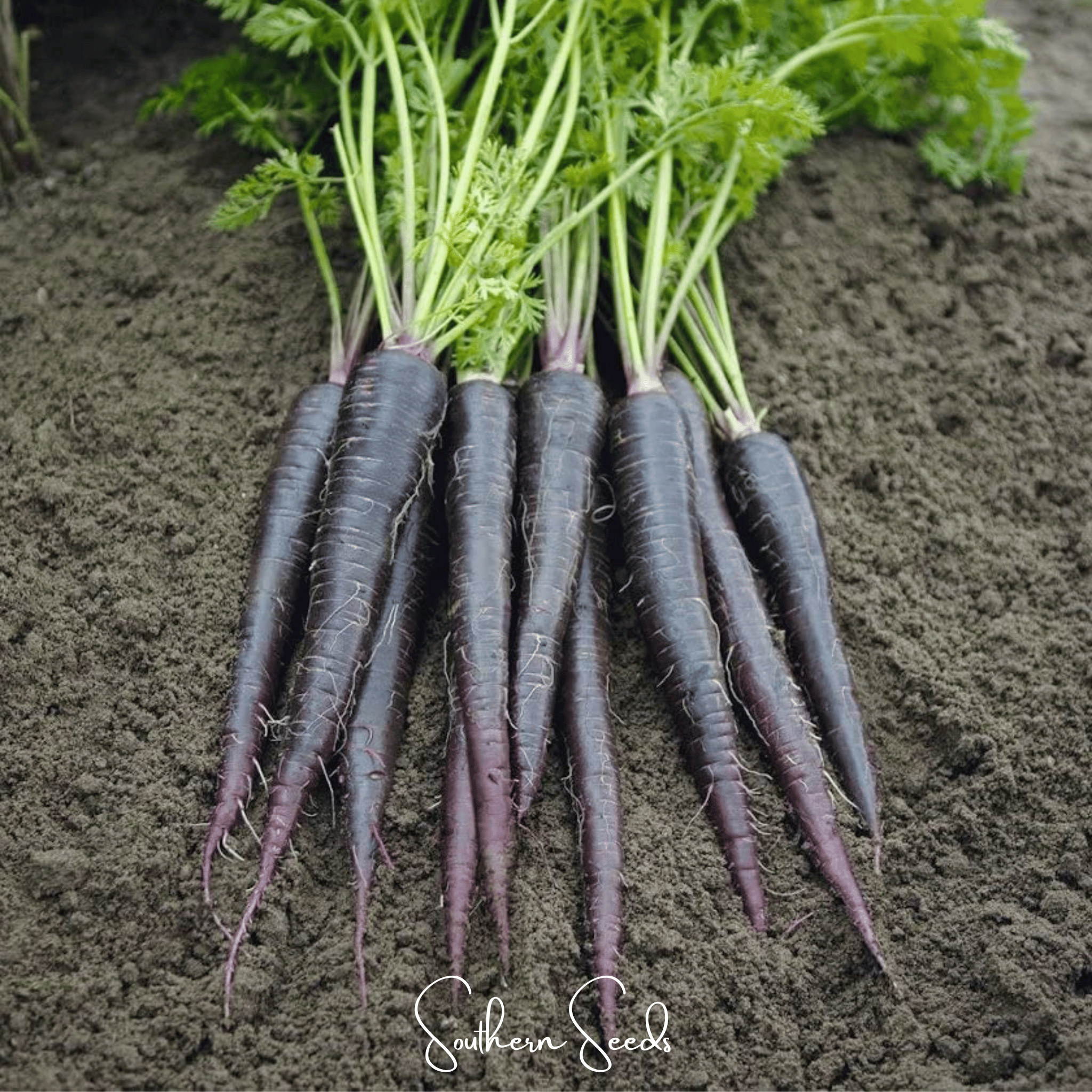 Black Nebula Carrot – 250 Seeds Southern Seeds