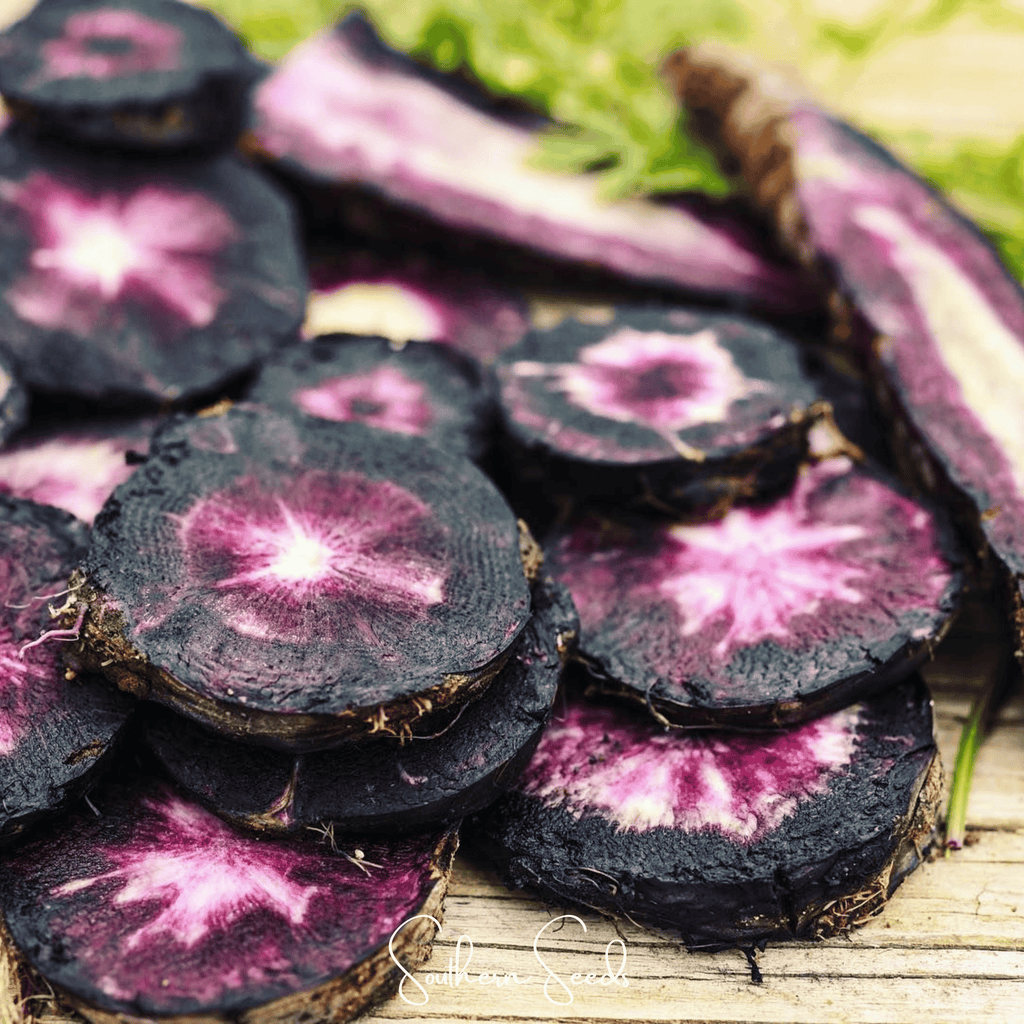 Black Nebula Carrot – 250 Seeds Southern Seeds