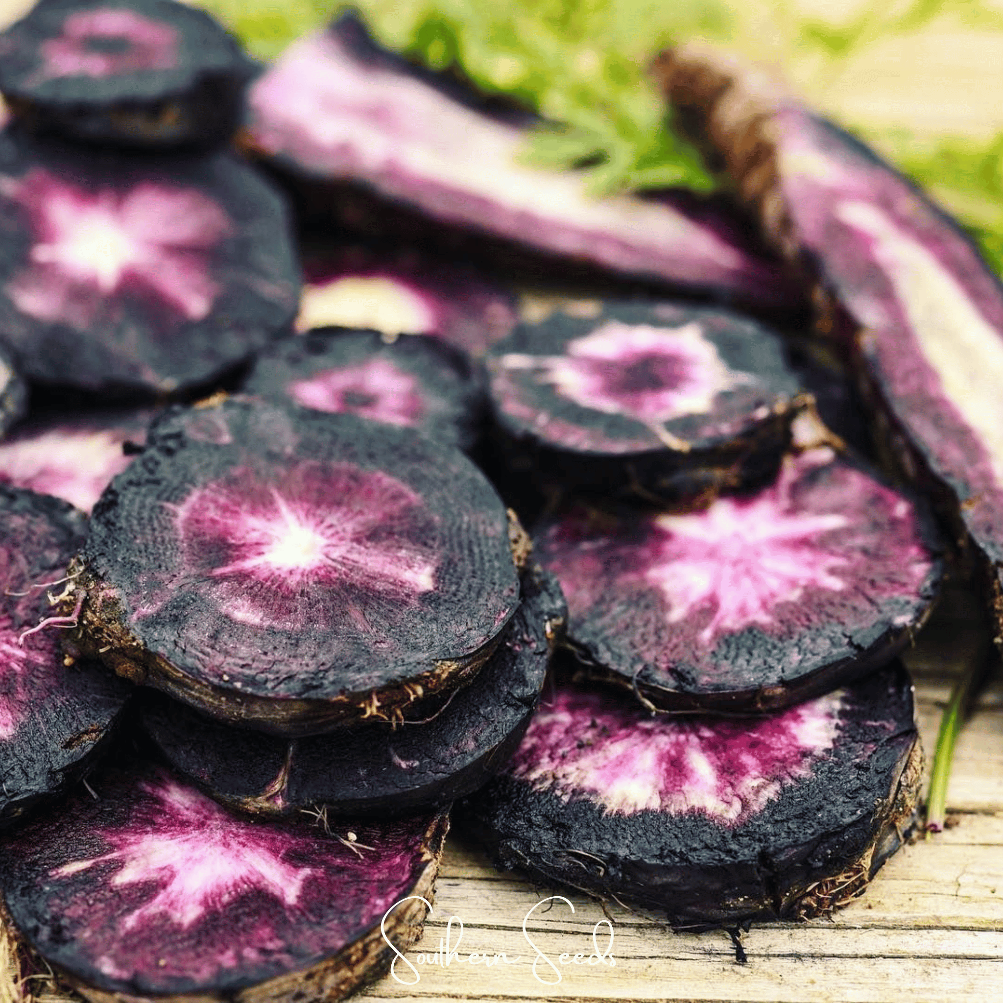 Black Nebula Carrot – 250 Seeds Southern Seeds