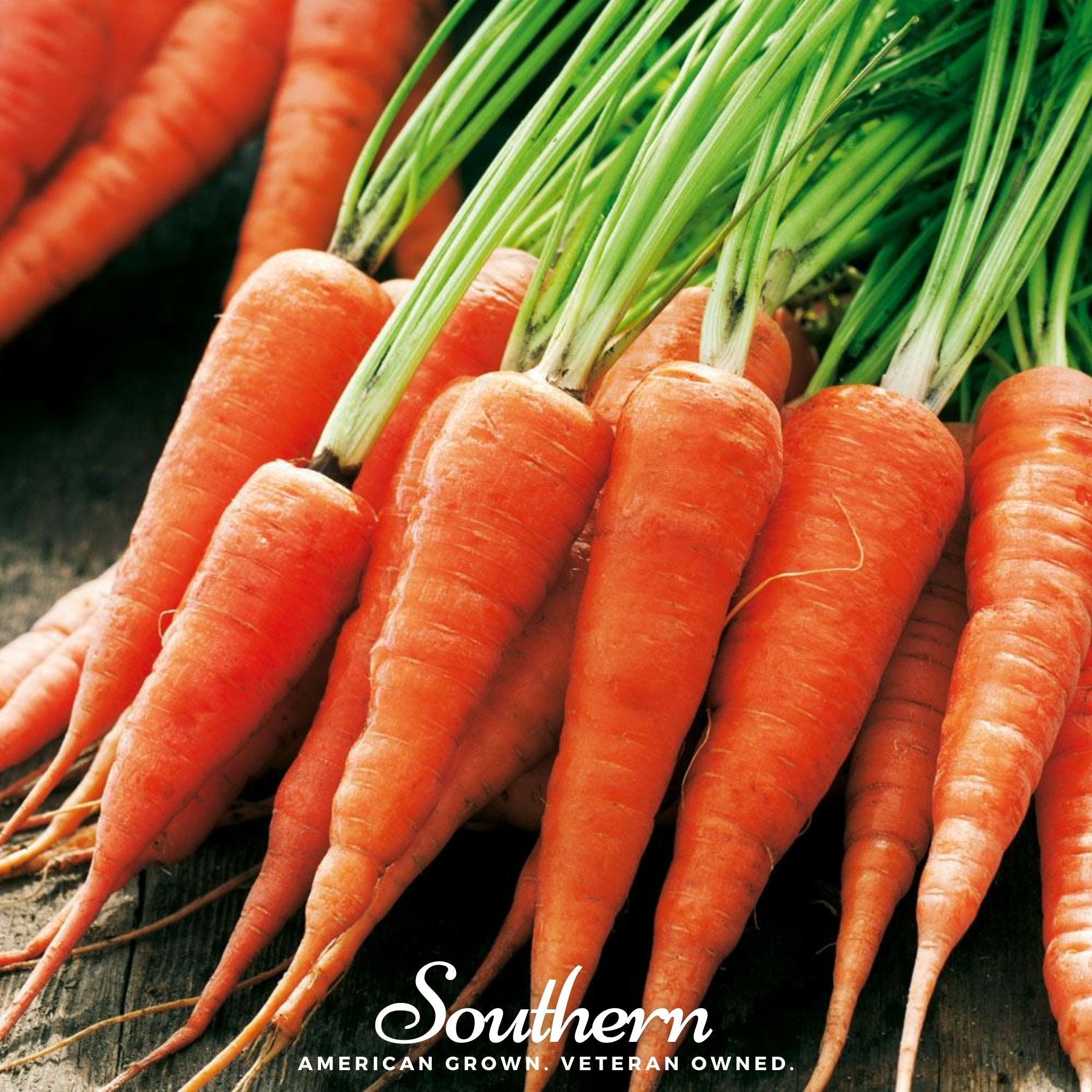 Chantenay Red Core Carrot – 250 Seeds Southern Seeds