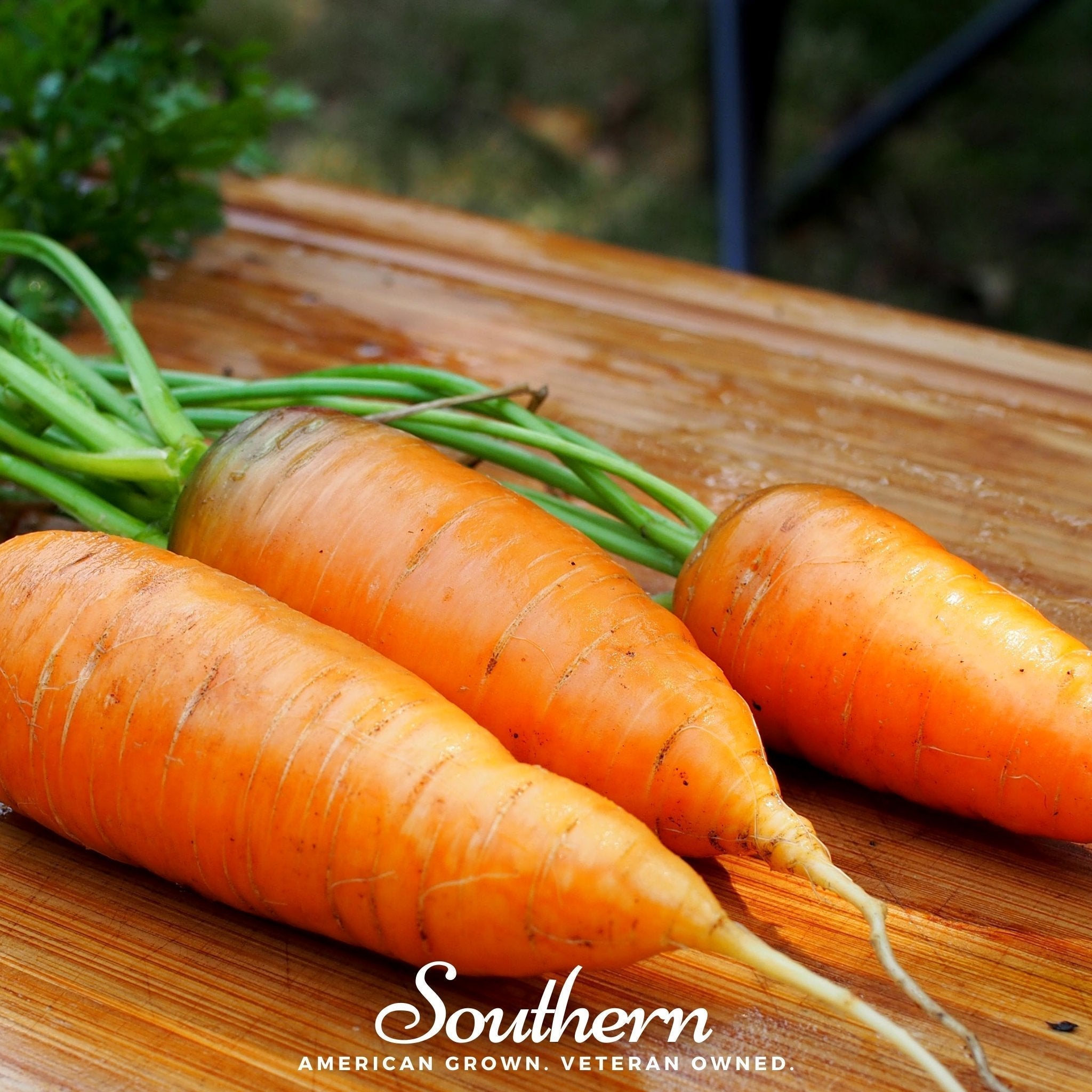 Chantenay Red Core Carrot – 250 Seeds Southern Seeds