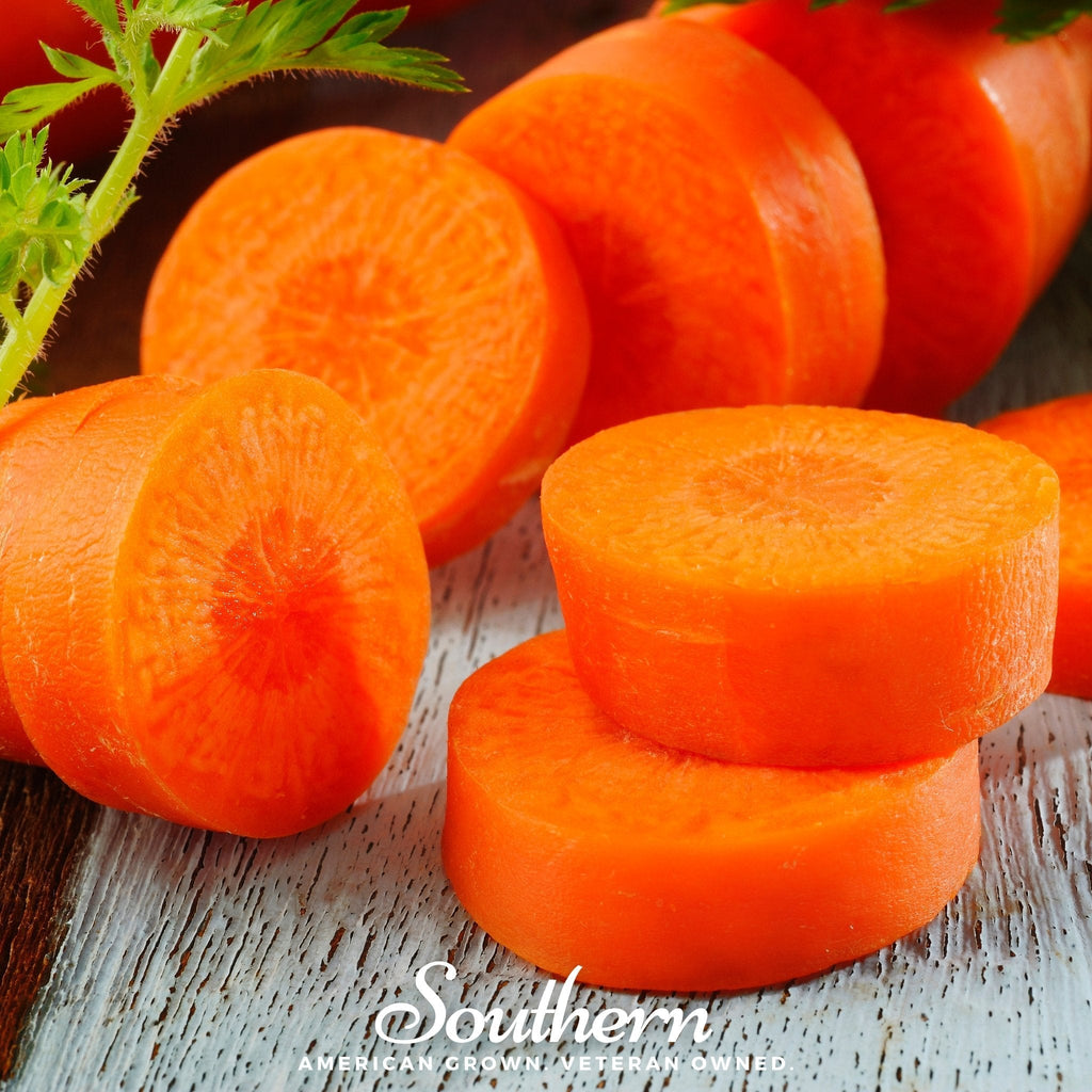 Chantenay Red Core Carrot – 250 Seeds Southern Seeds