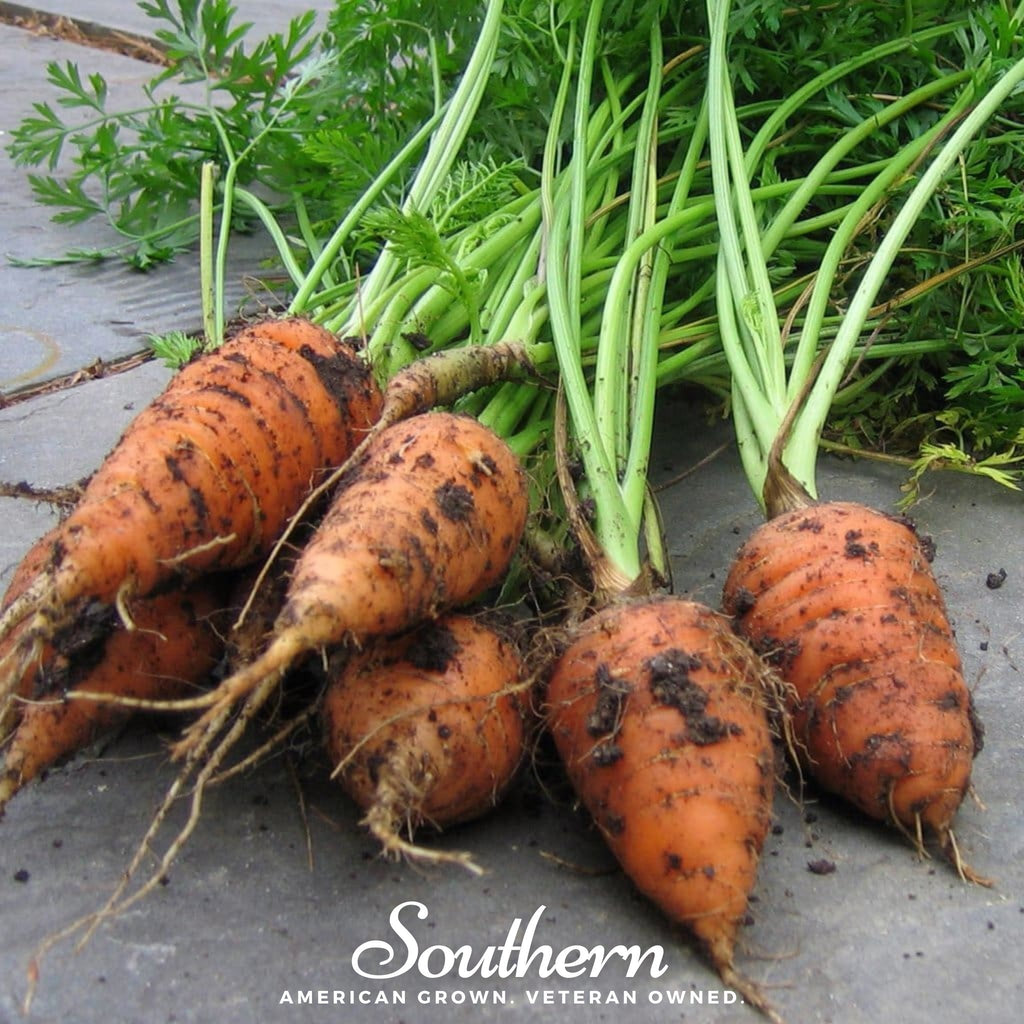 Chantenay Red Core Carrot – 250 Seeds Southern Seeds