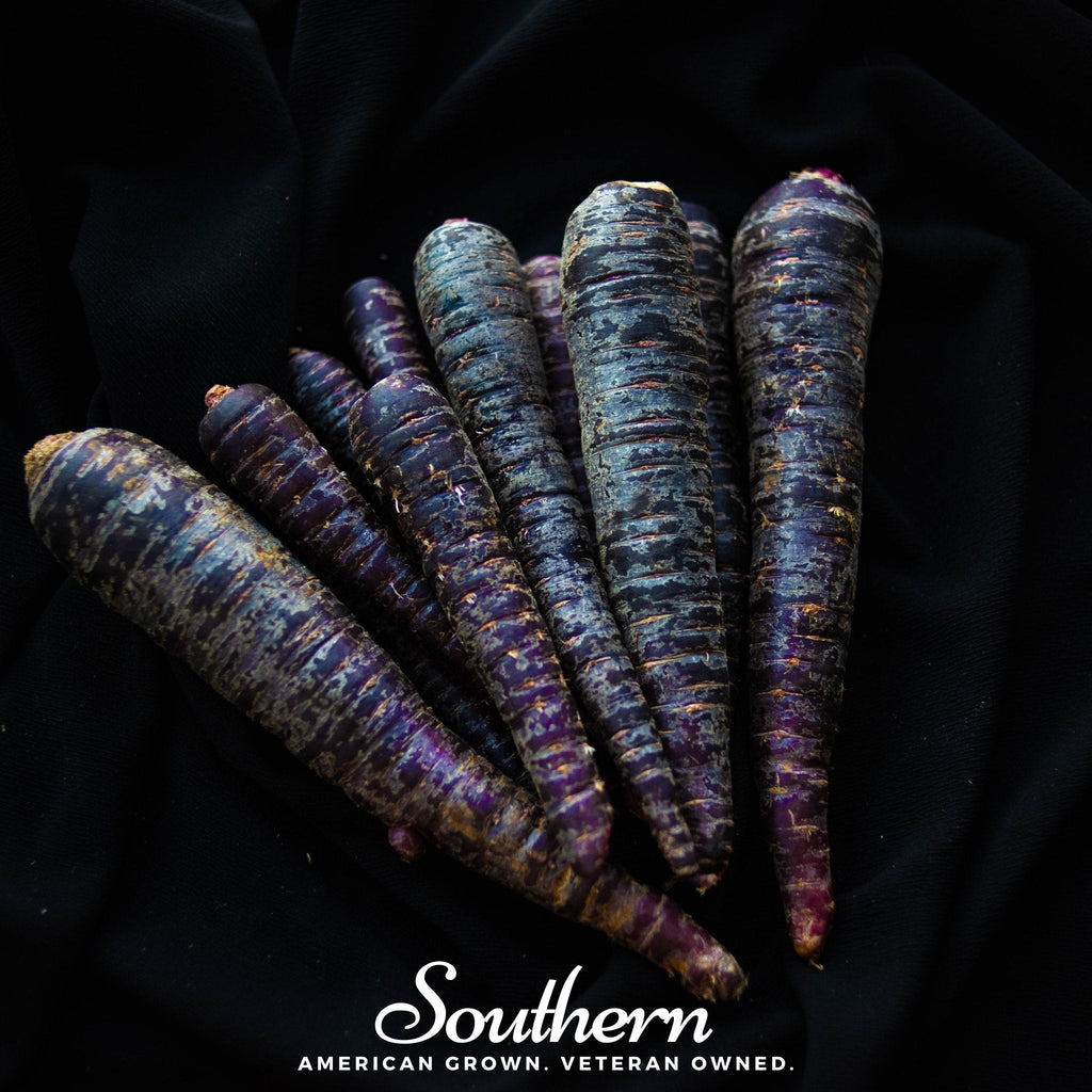 Cosmic Purple Carrot – 250 Seeds Southern Seeds