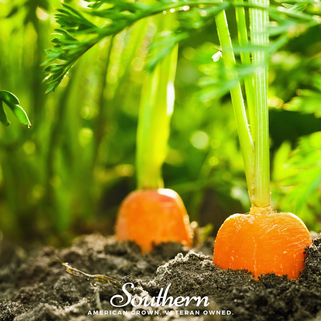 Danvers Carrot – 250 Seeds Southern Seeds
