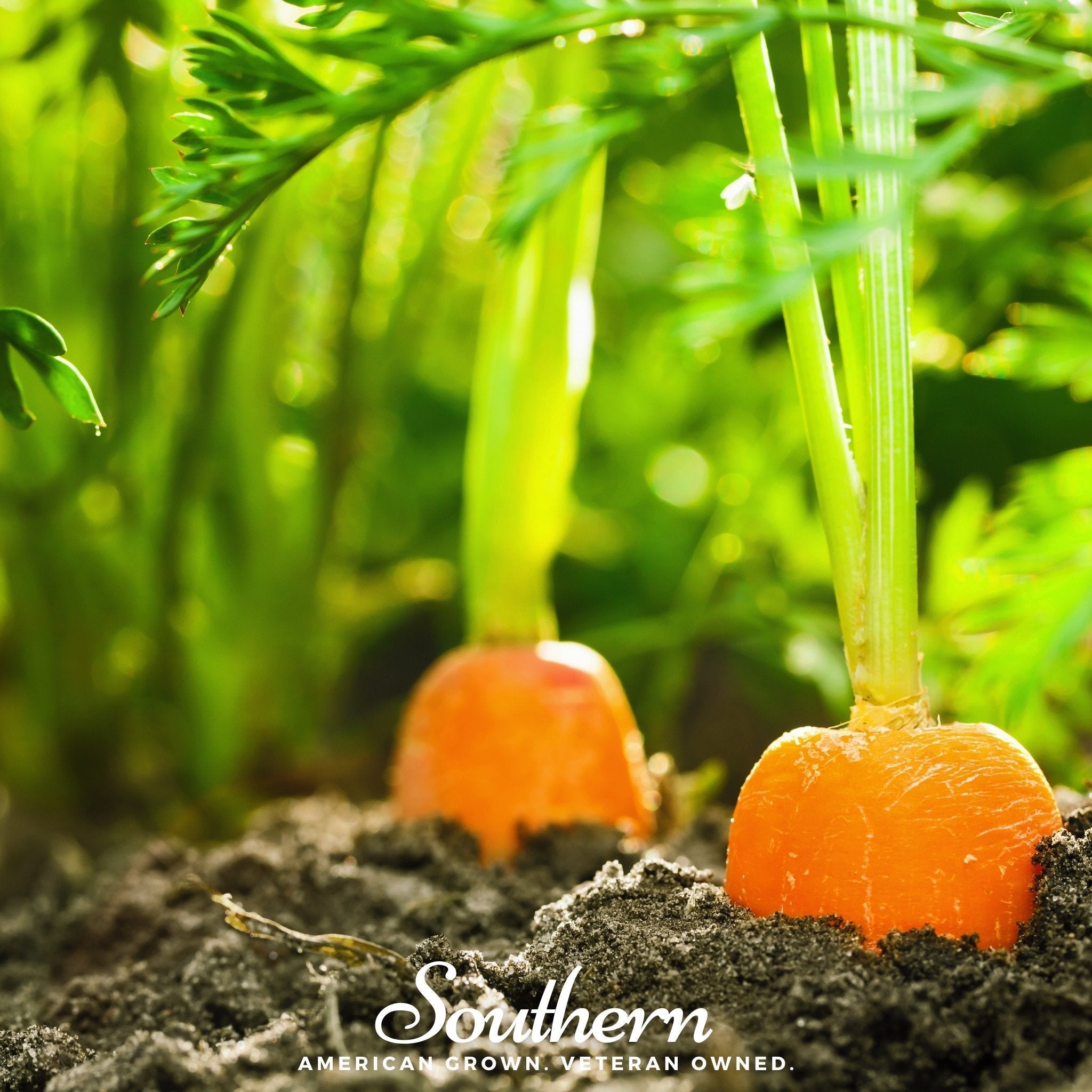 Danvers Carrot – 250 Seeds Southern Seeds