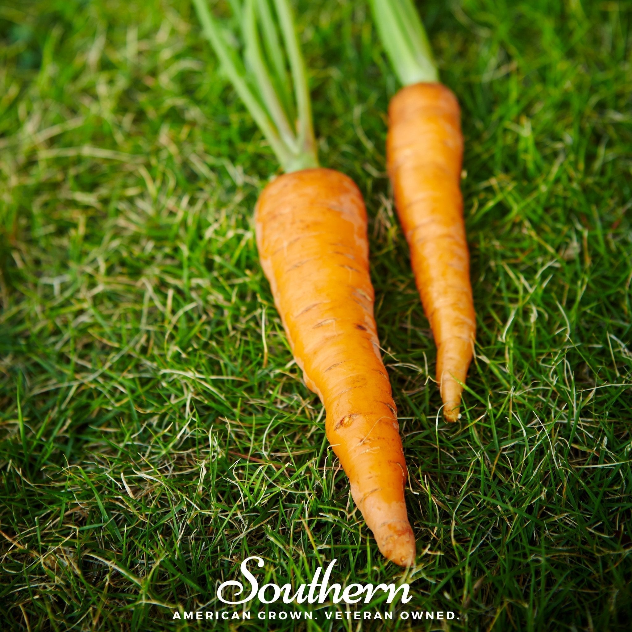 Danvers Carrot – 250 Seeds Southern Seeds
